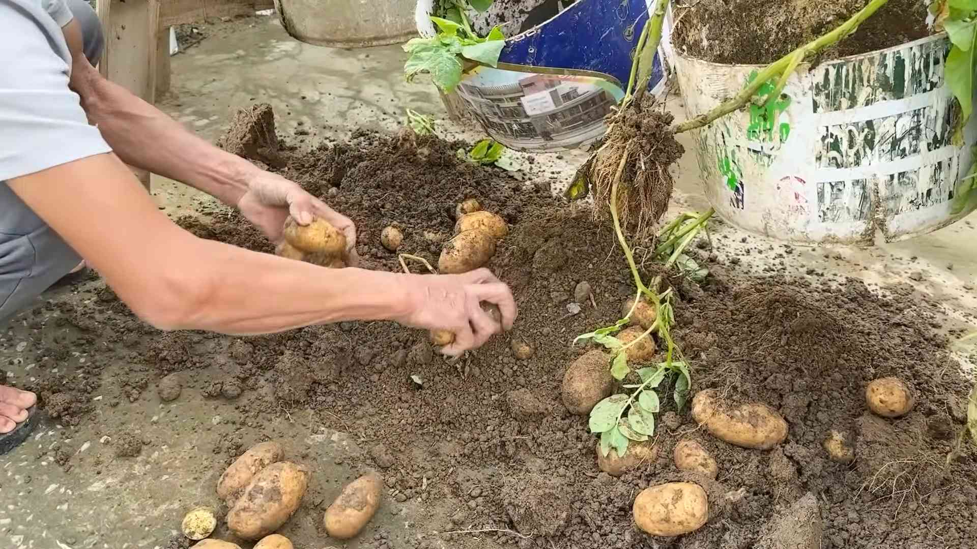 Potato harvest no yard