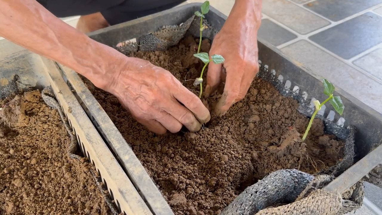 Self-sustaining cowpea garden