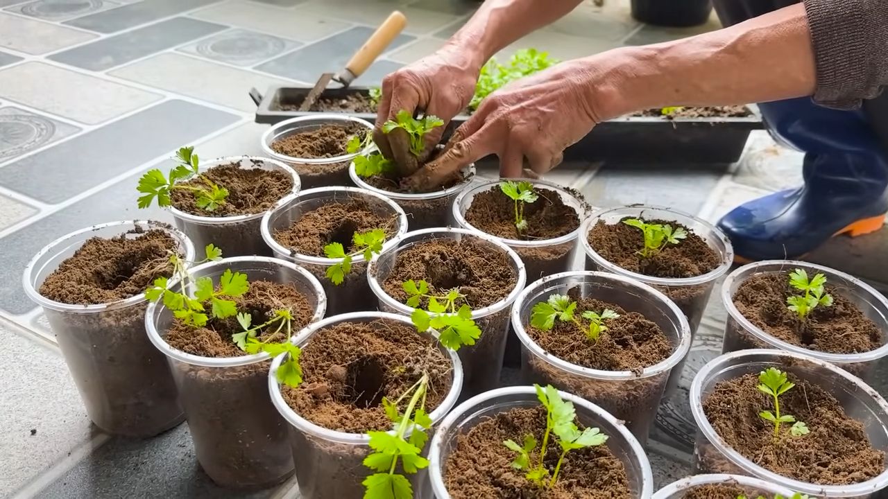 Planting celery on stones