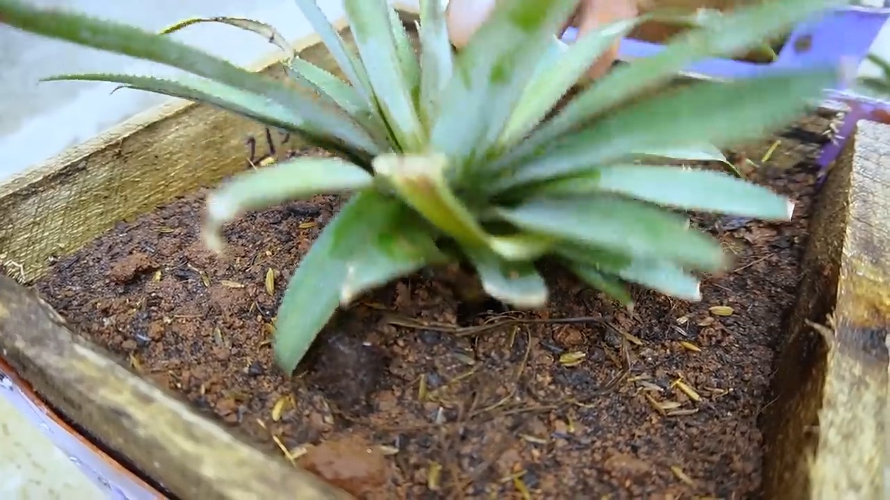 Pineapple growing plastic chairs