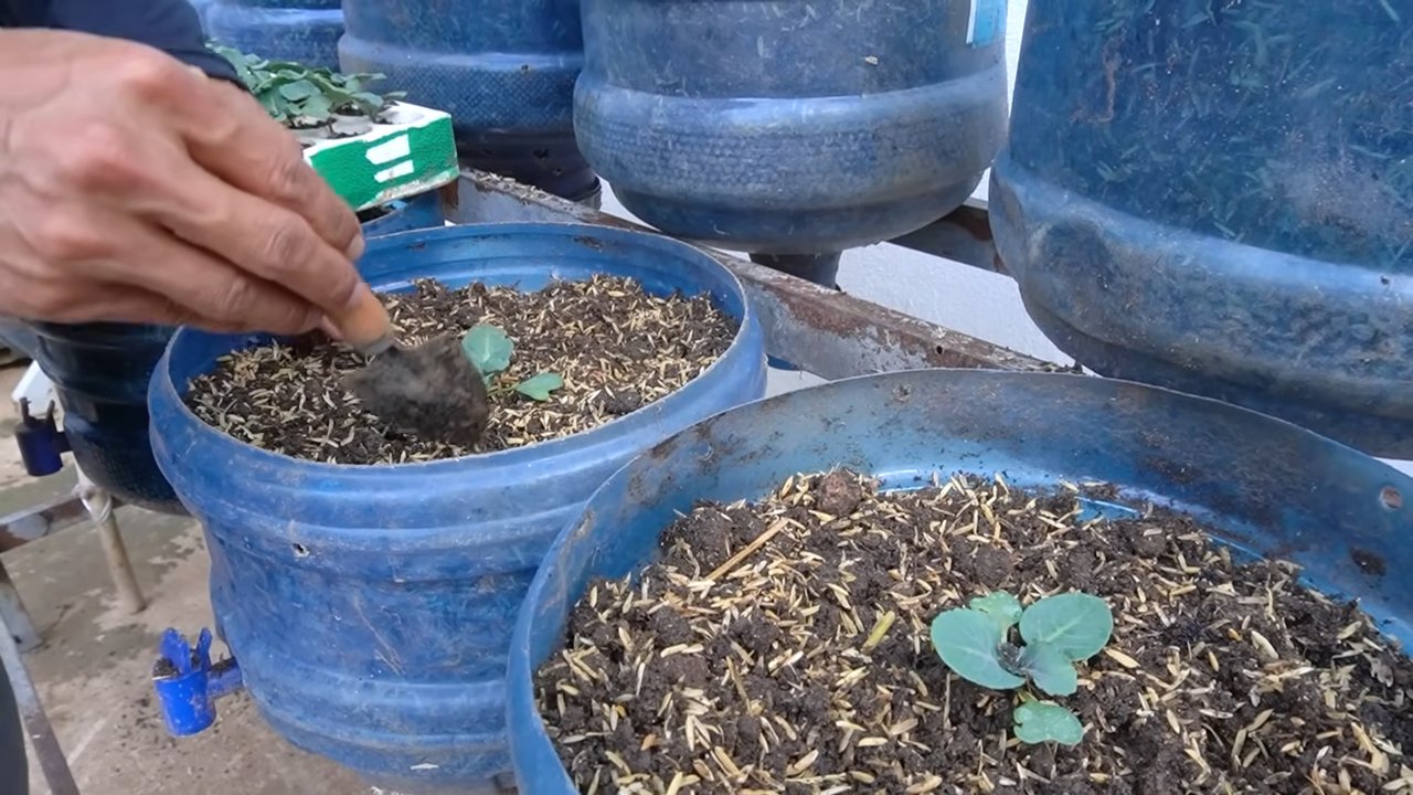 Growing Kailan at Home