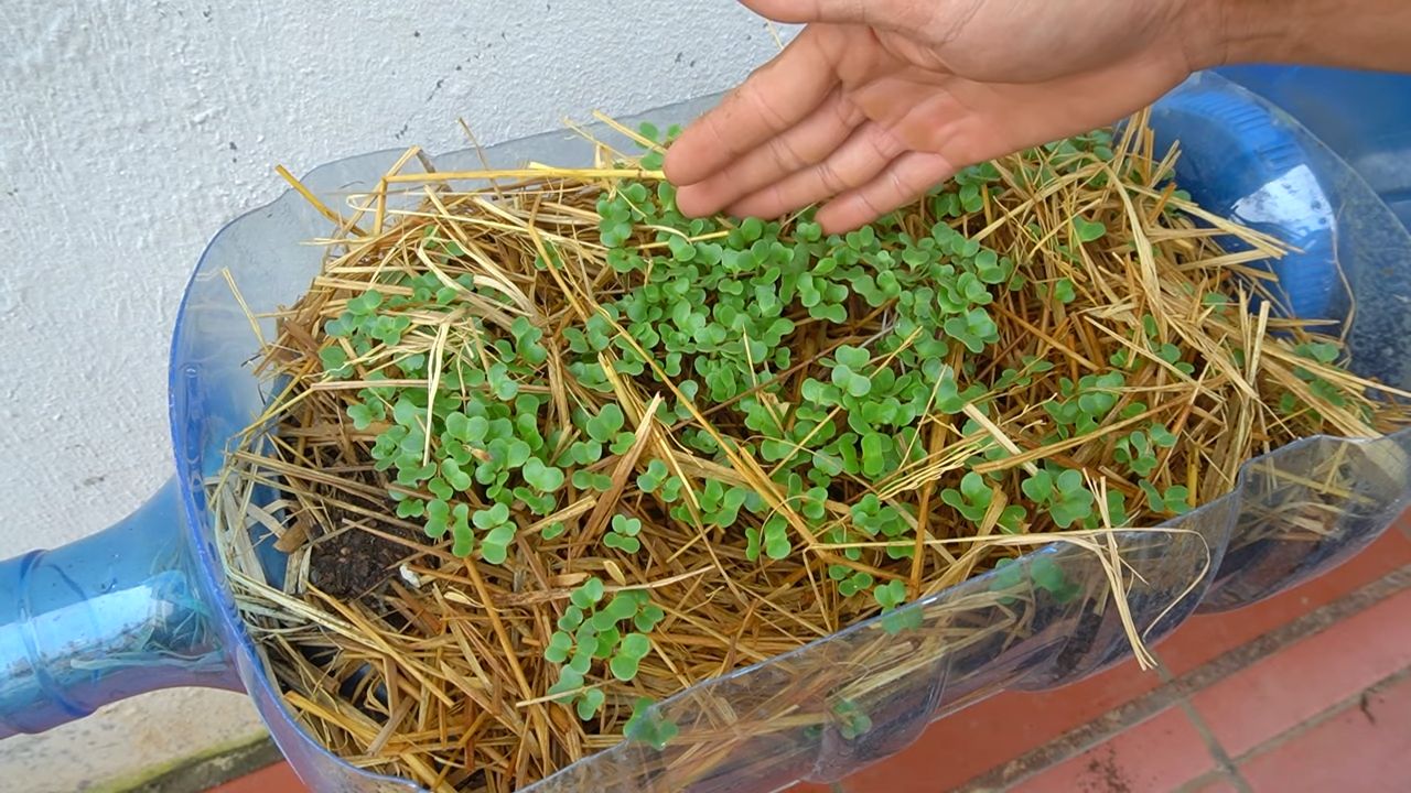 Collard Greens Home Gardening