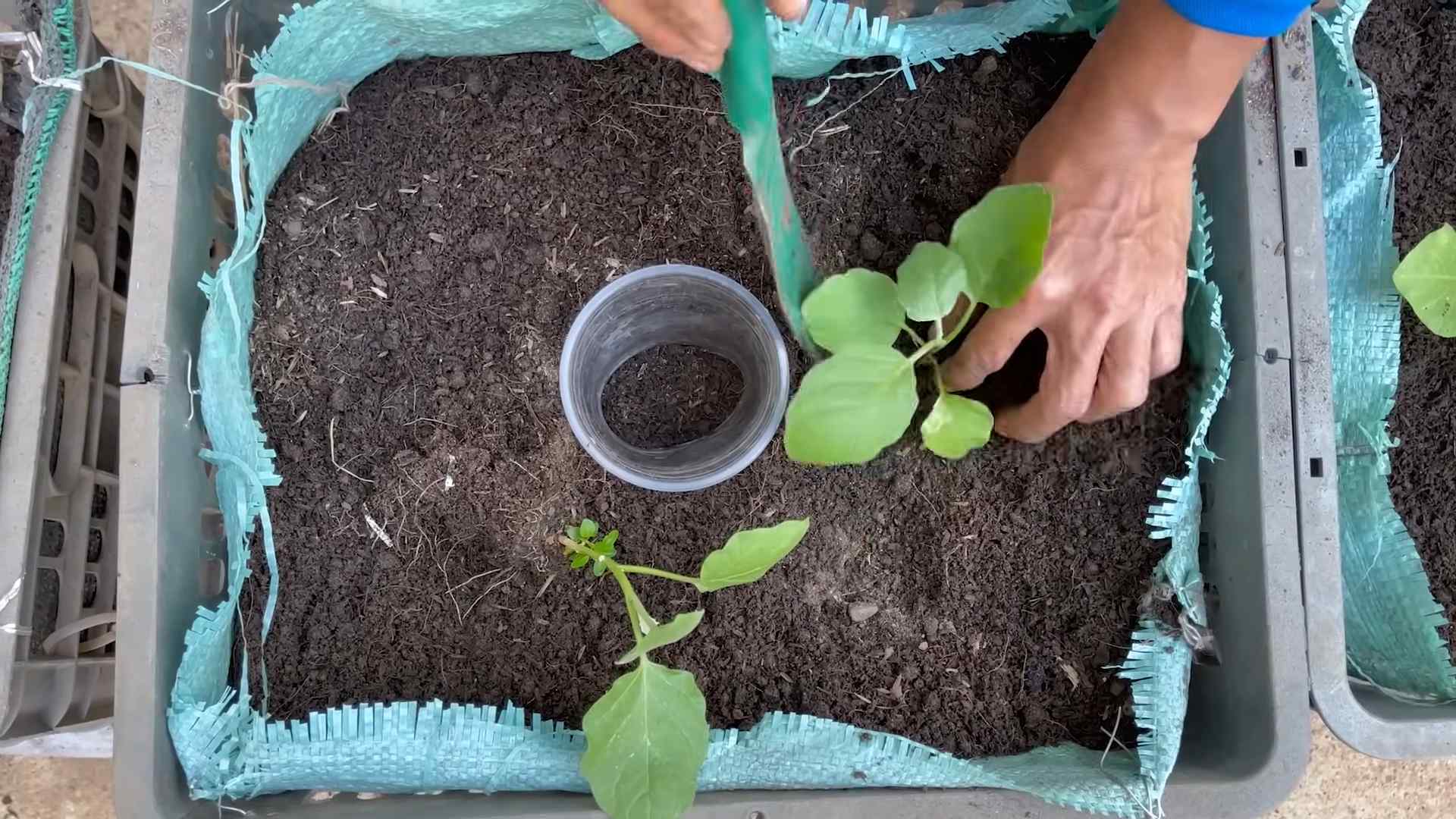 Eggplant growing shortcuts