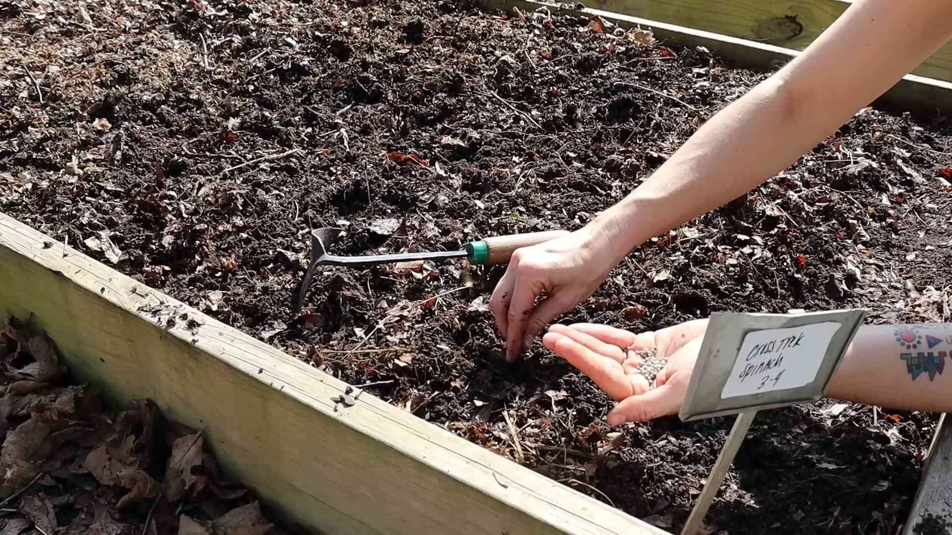 Plant Spinach Fast Harvest