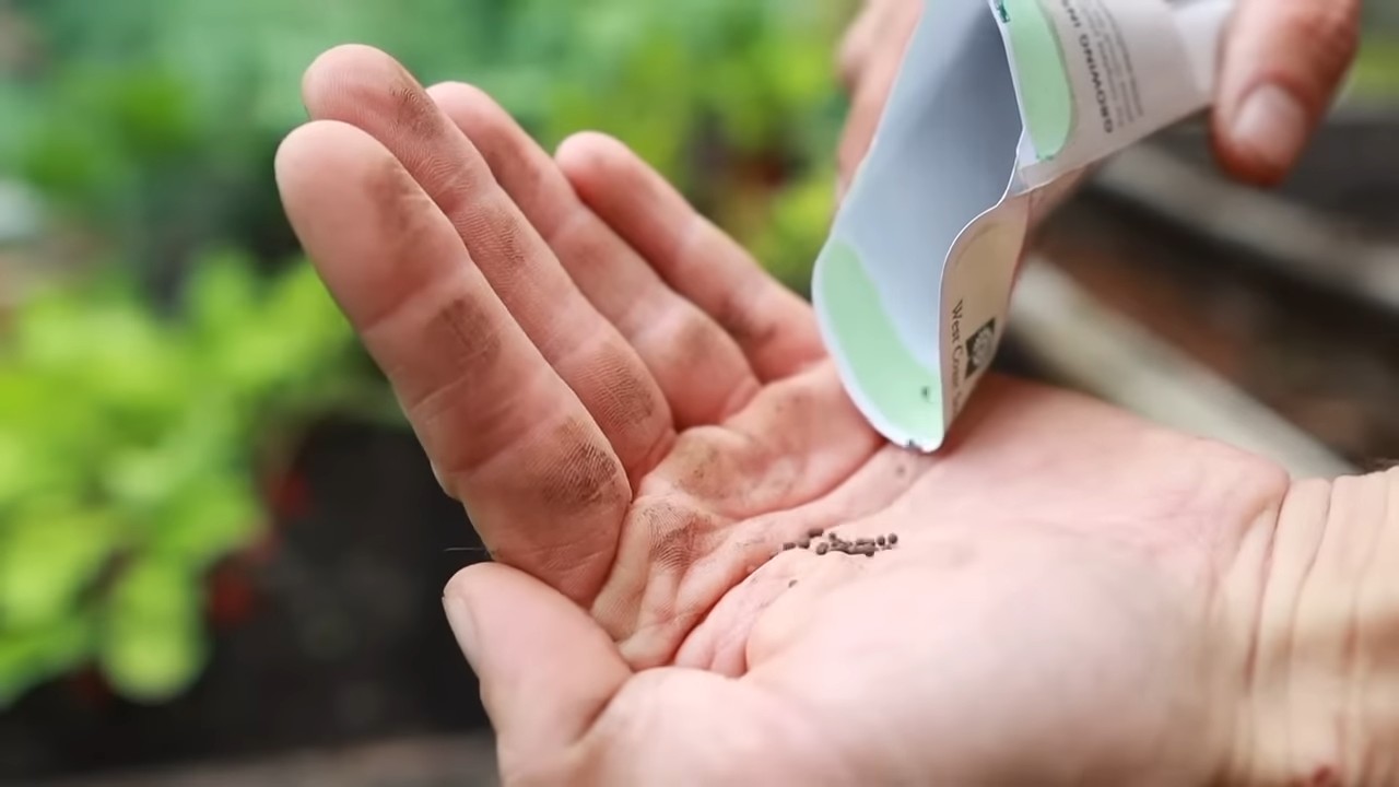 Growing radishes without a garden