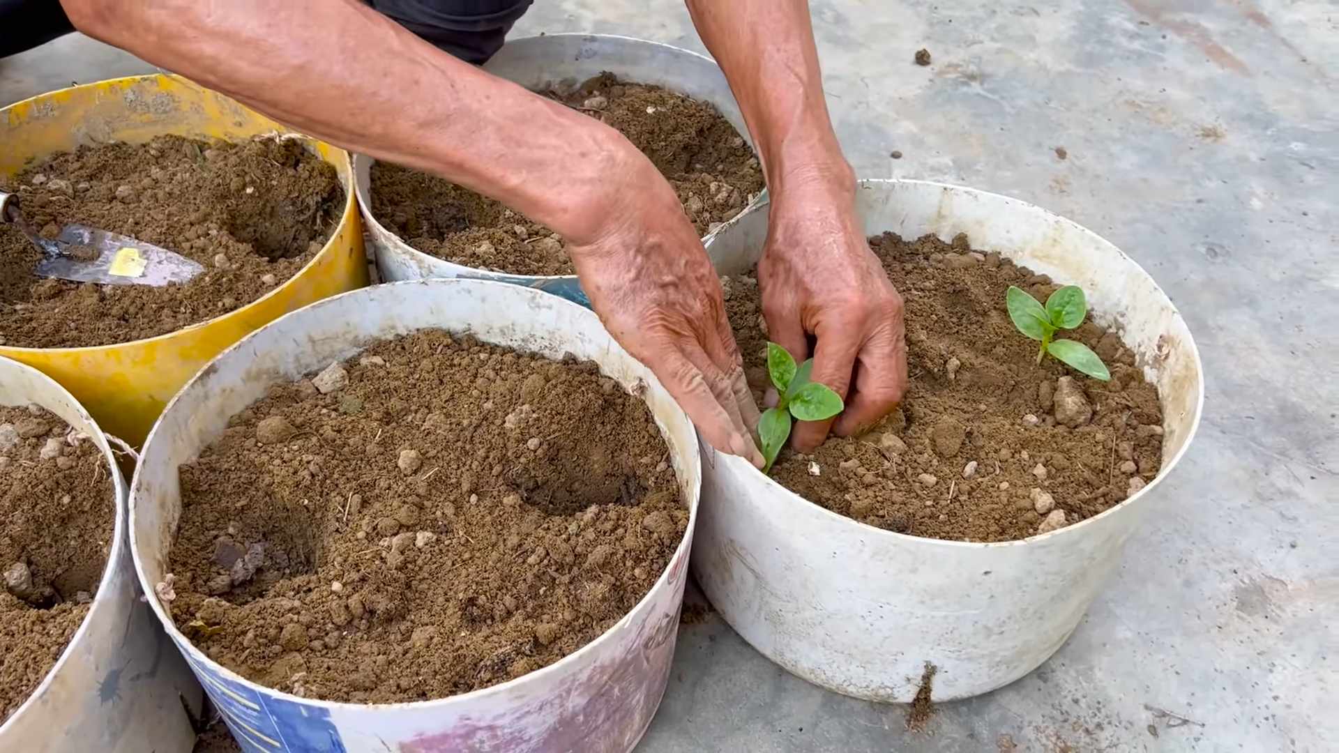 Grow Malabar Spinach Home
