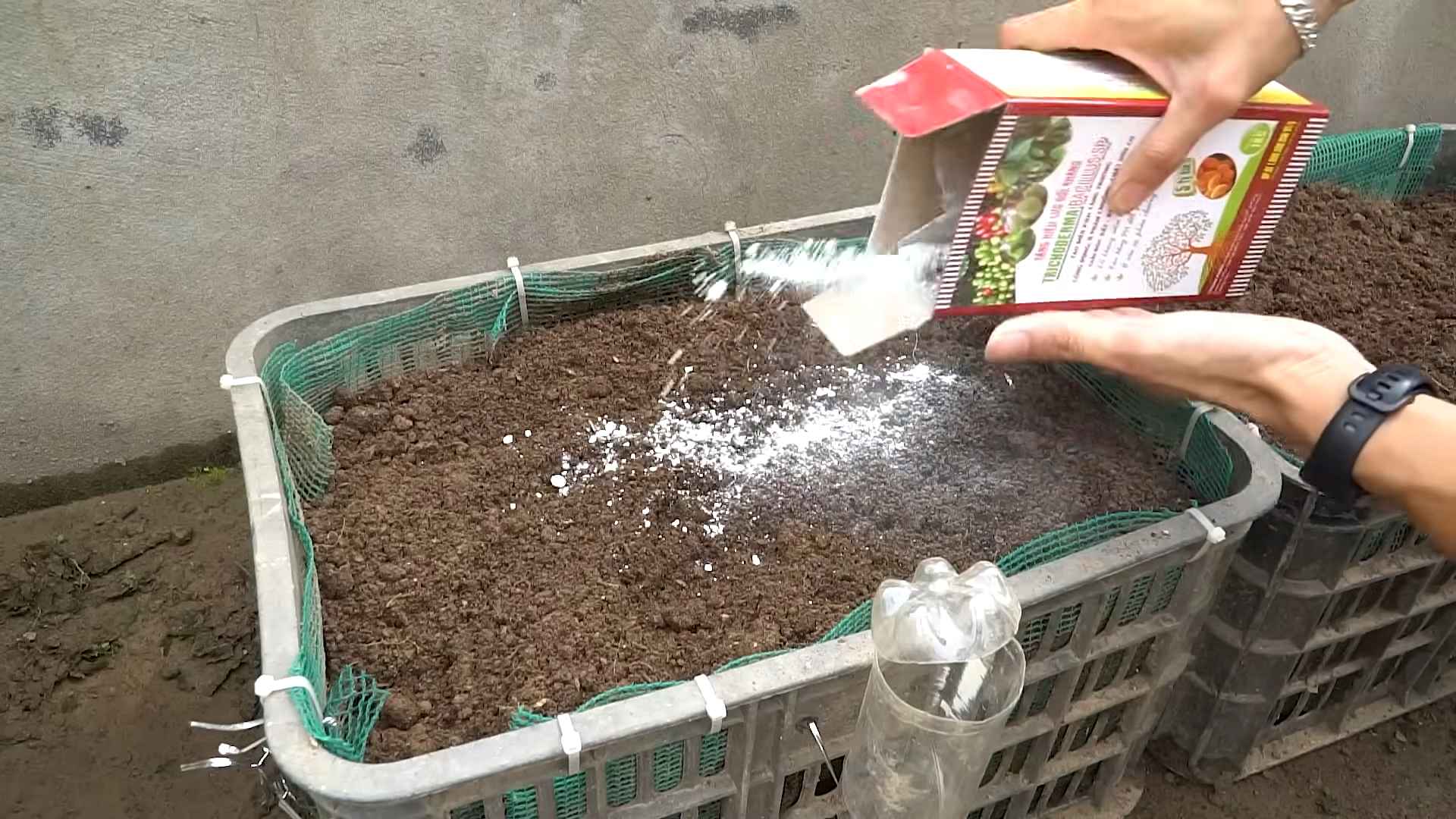 Eggplant Gardening at Home