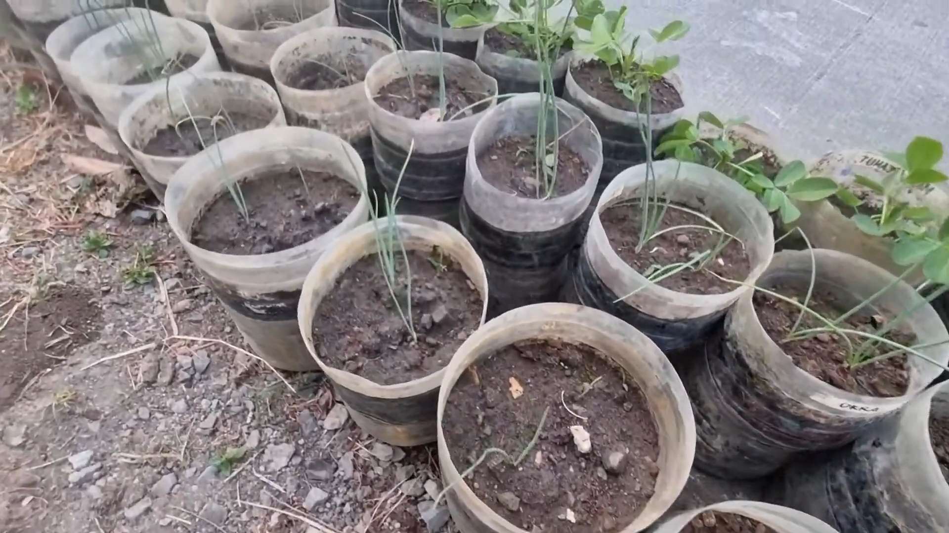 Grow Onions at Home