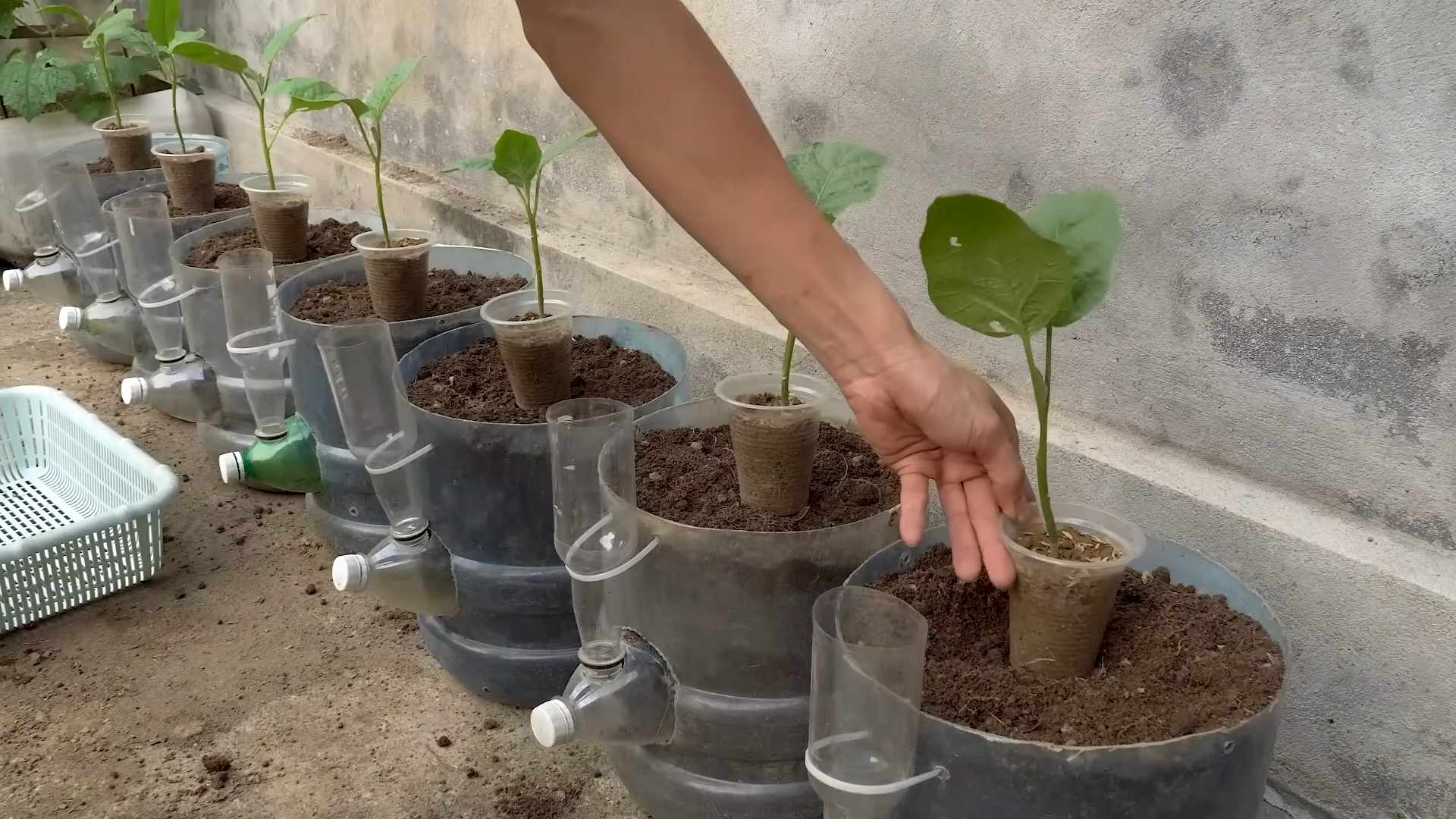 Growing Eggplant Without a Garden