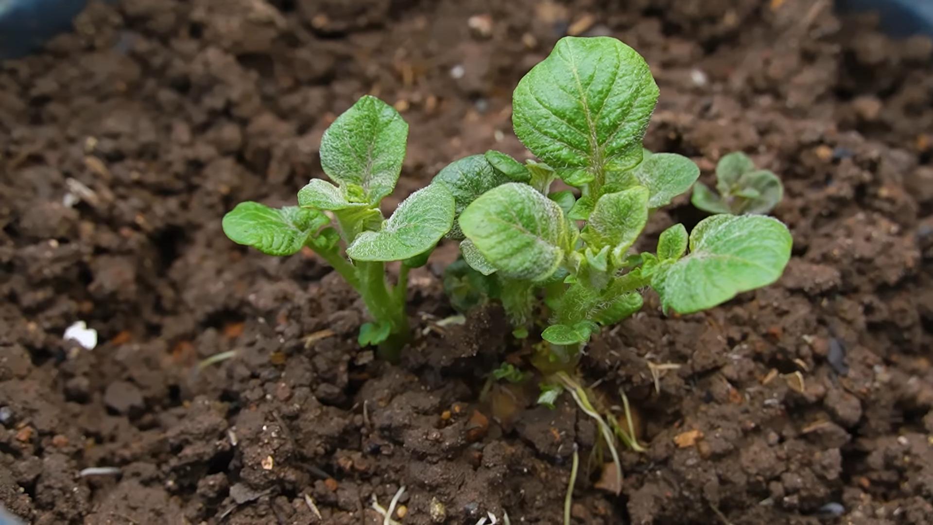 Growing Potatoes in Buckets