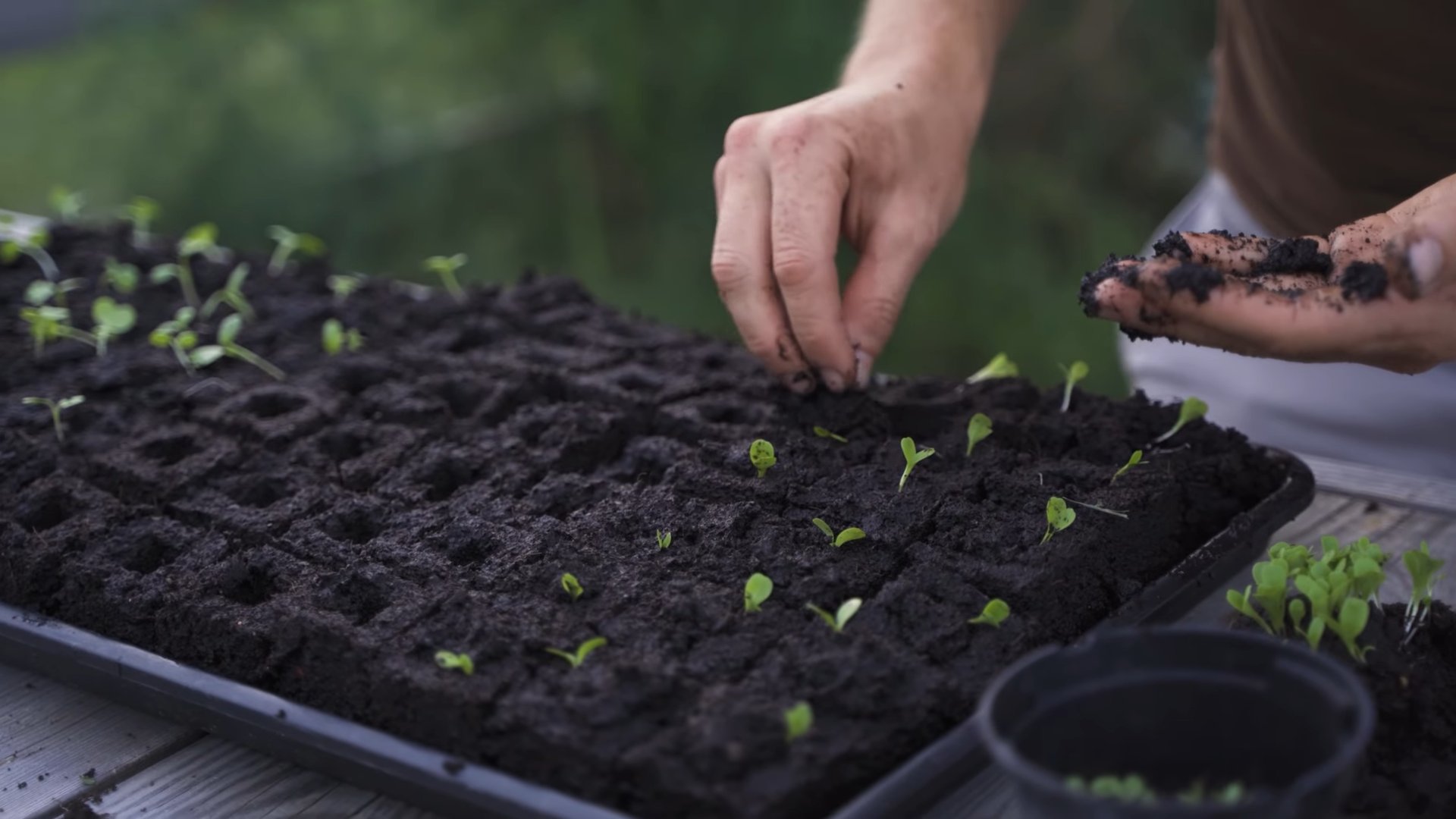 Grow Endive Indoors