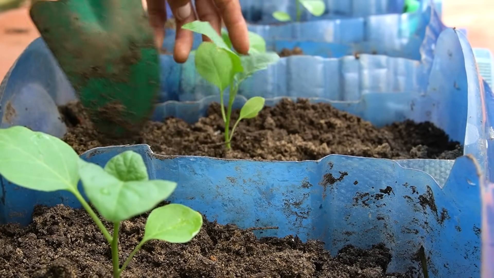 Eggplant gardening tips and tricks