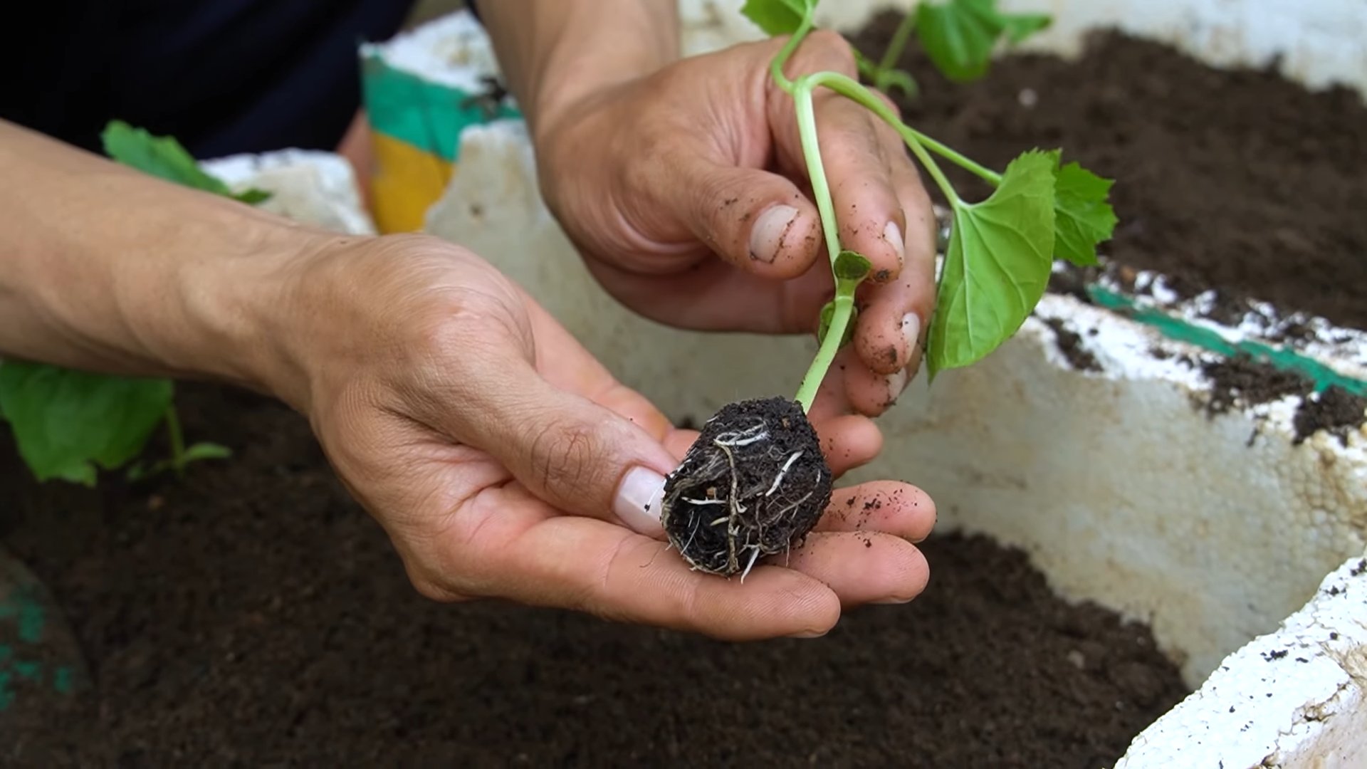Bitter Gourd Growing Tips