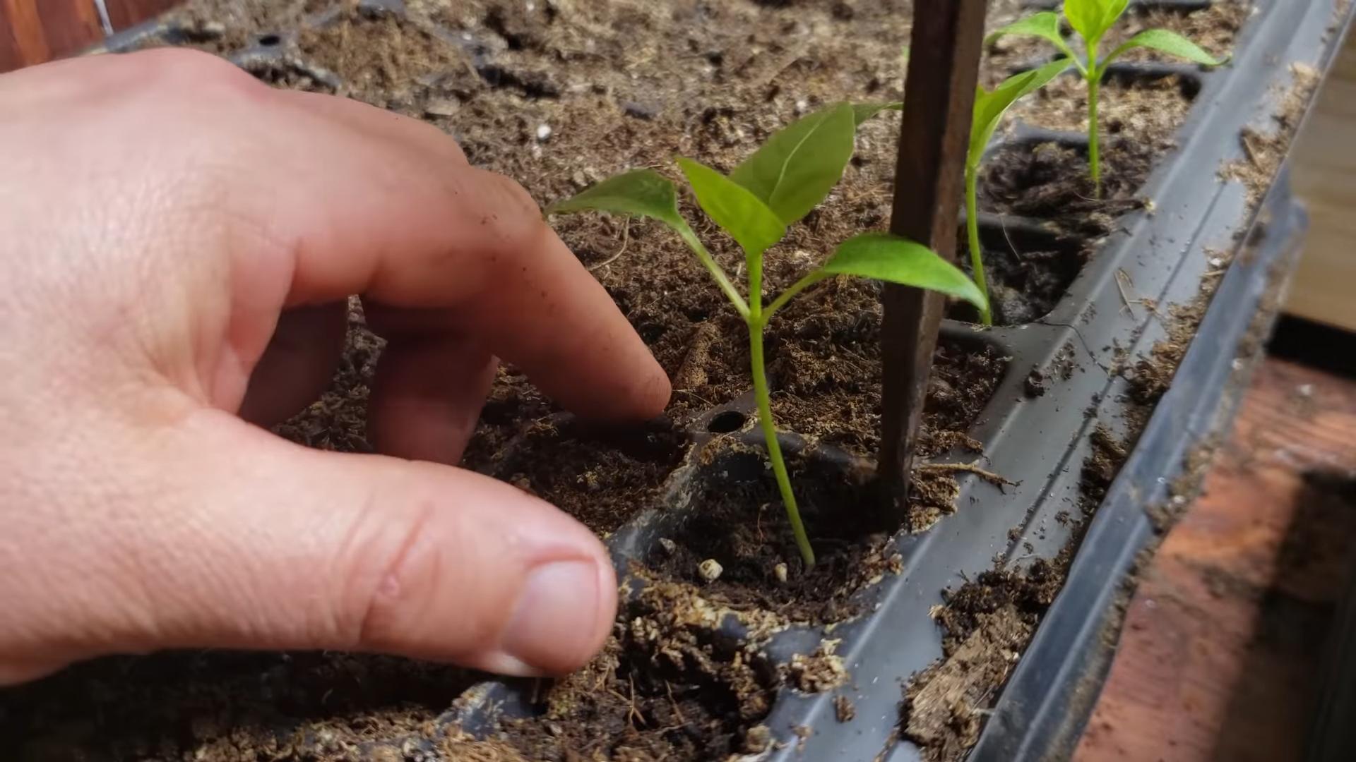 Compact Home Garden Peppers