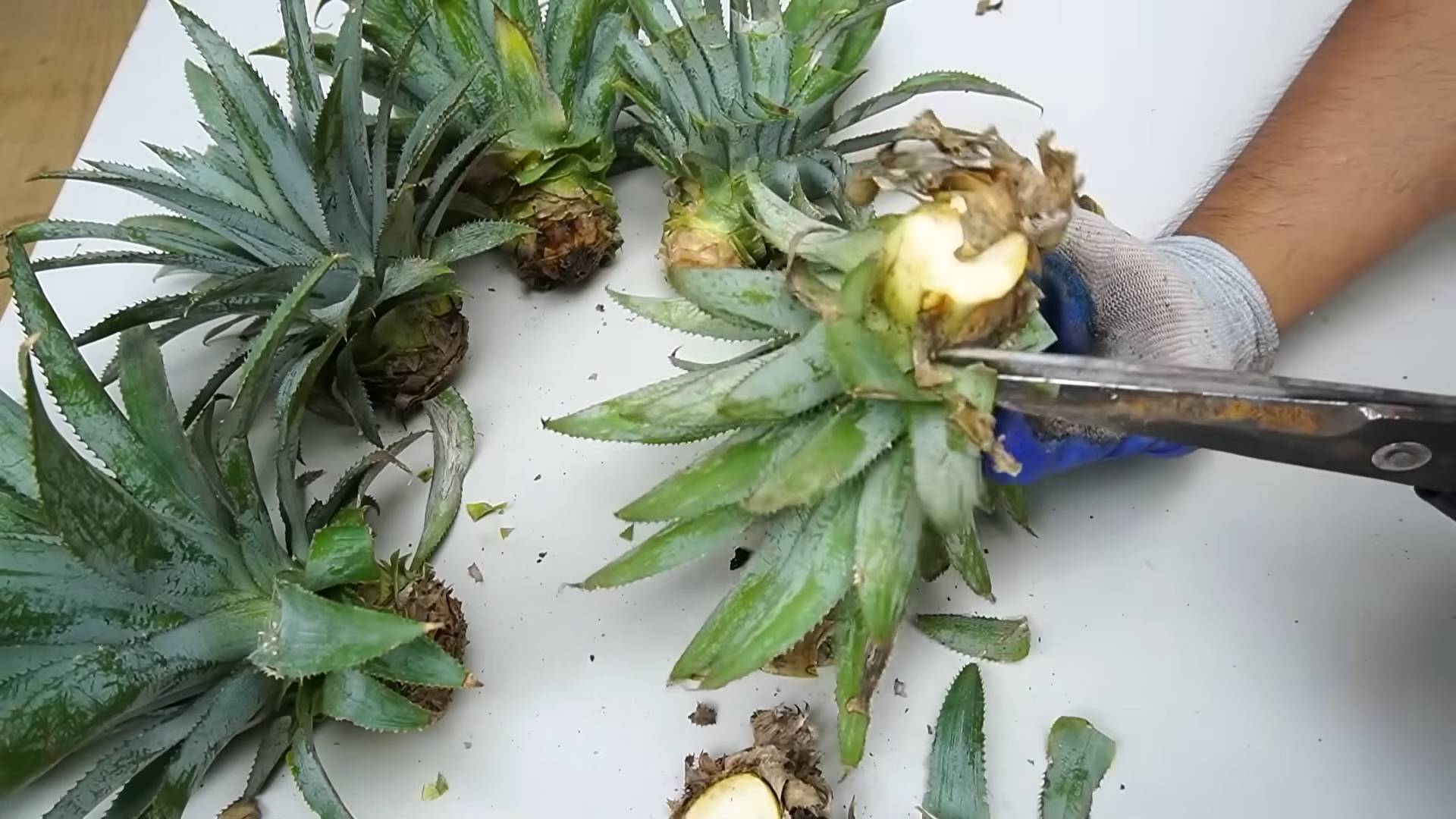Regrow pineapple indoors