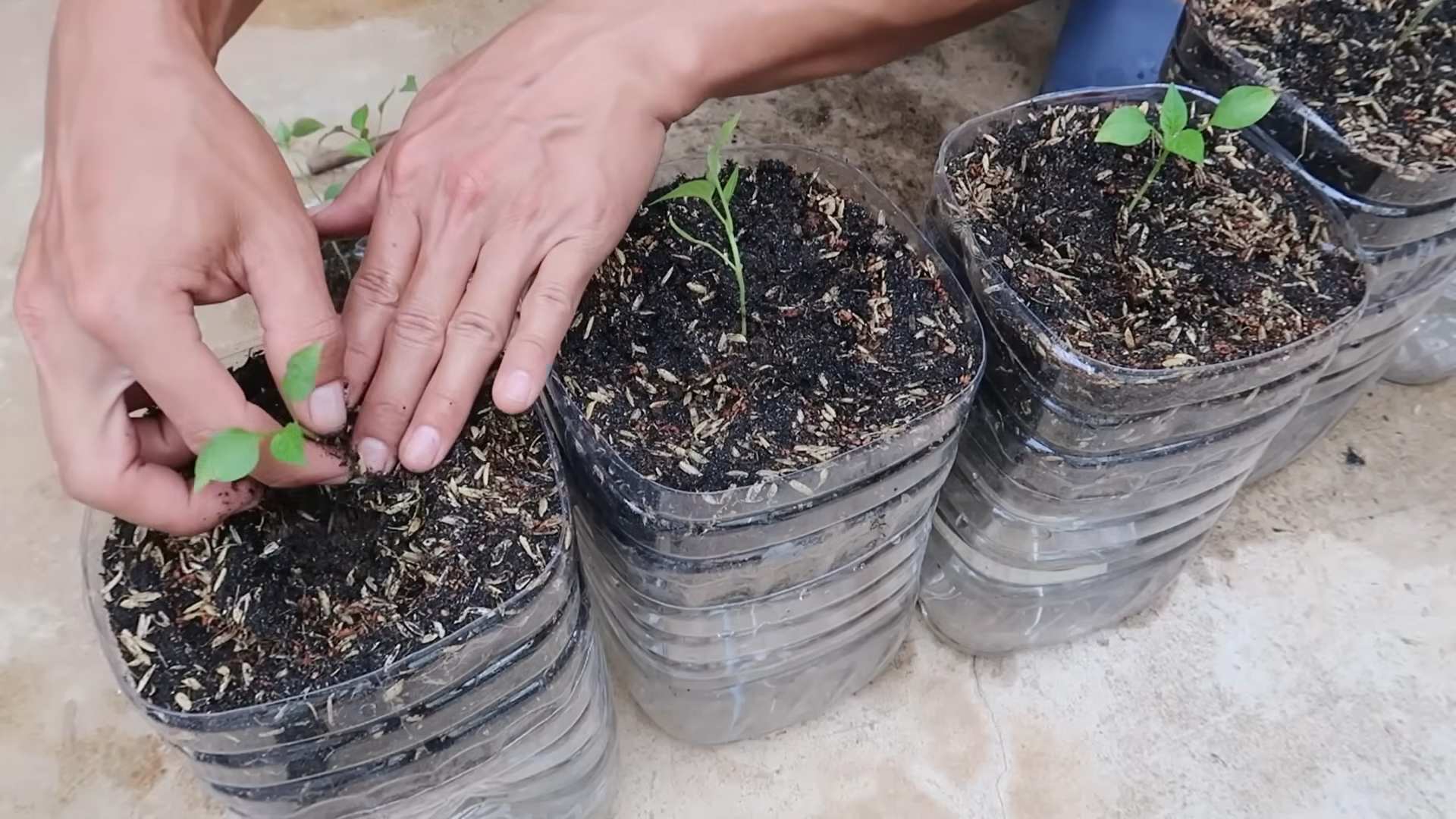 Chili growing tips