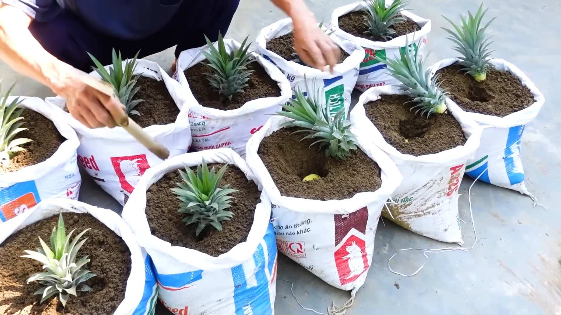 Grow Pineapple at Home