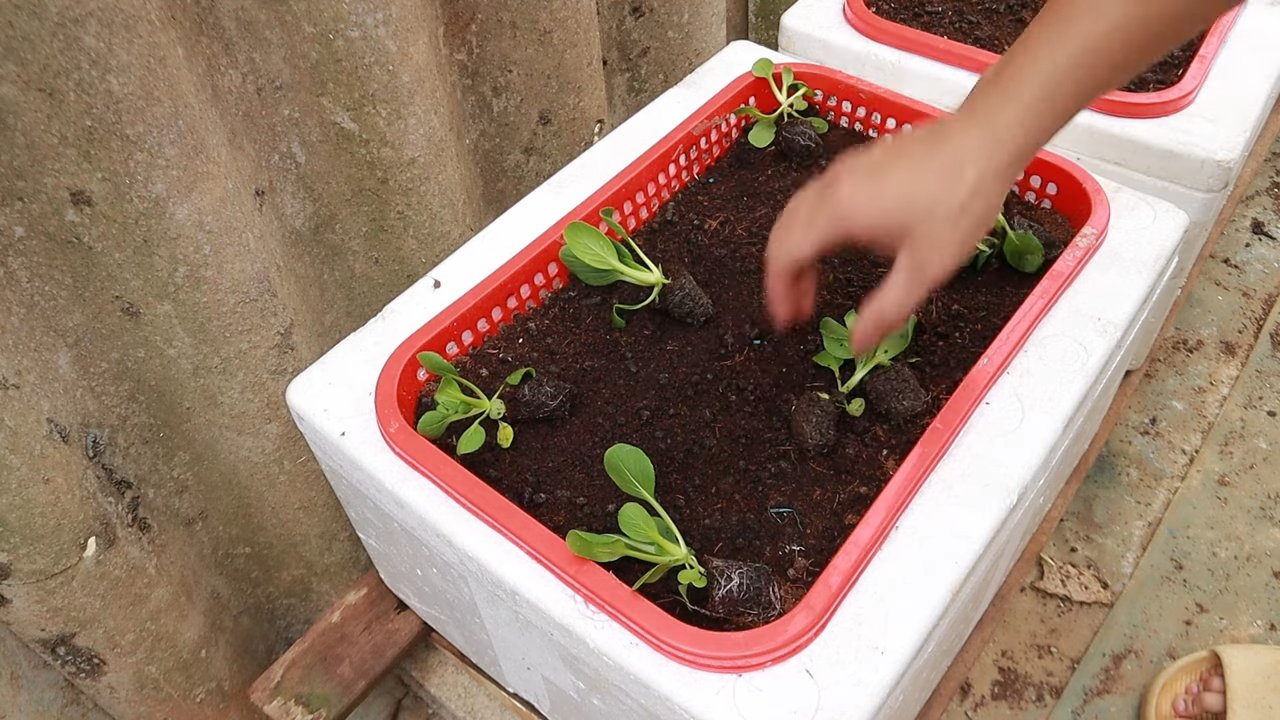 Growing Bok Choy in Pots