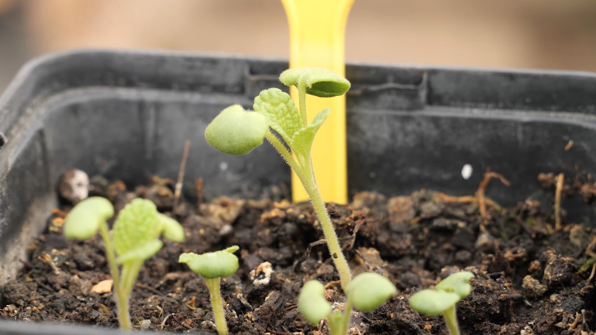 Grow Sage Indoors