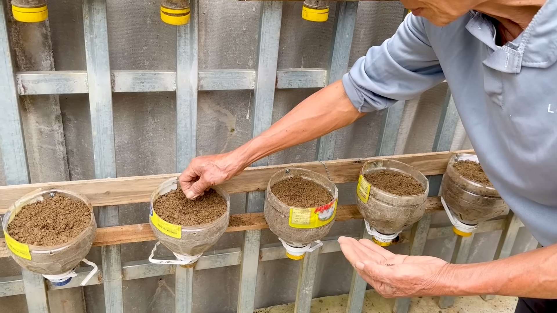 Growing Kale in Plastic Bottle