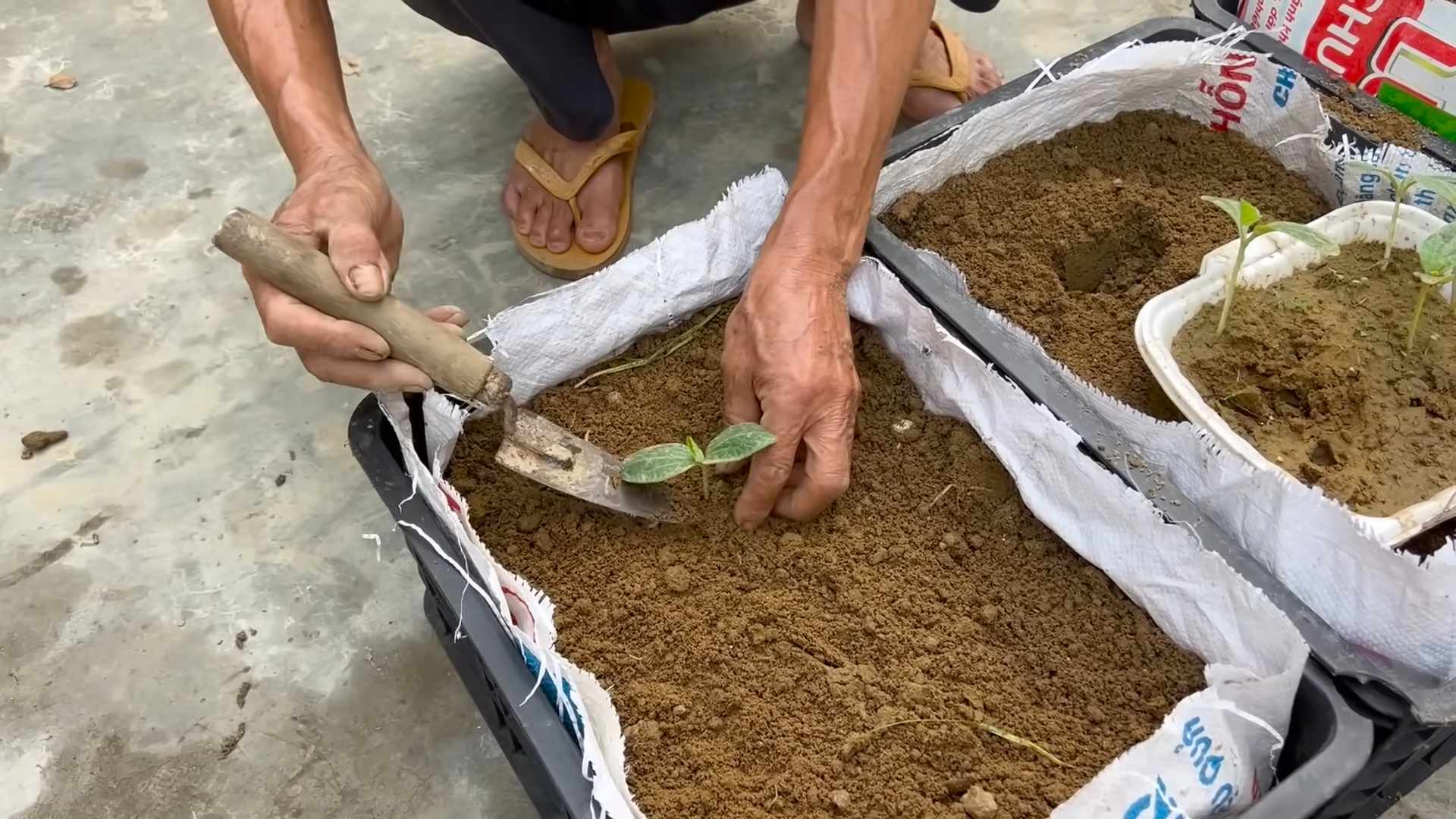 Pumpkin Growing Hacks