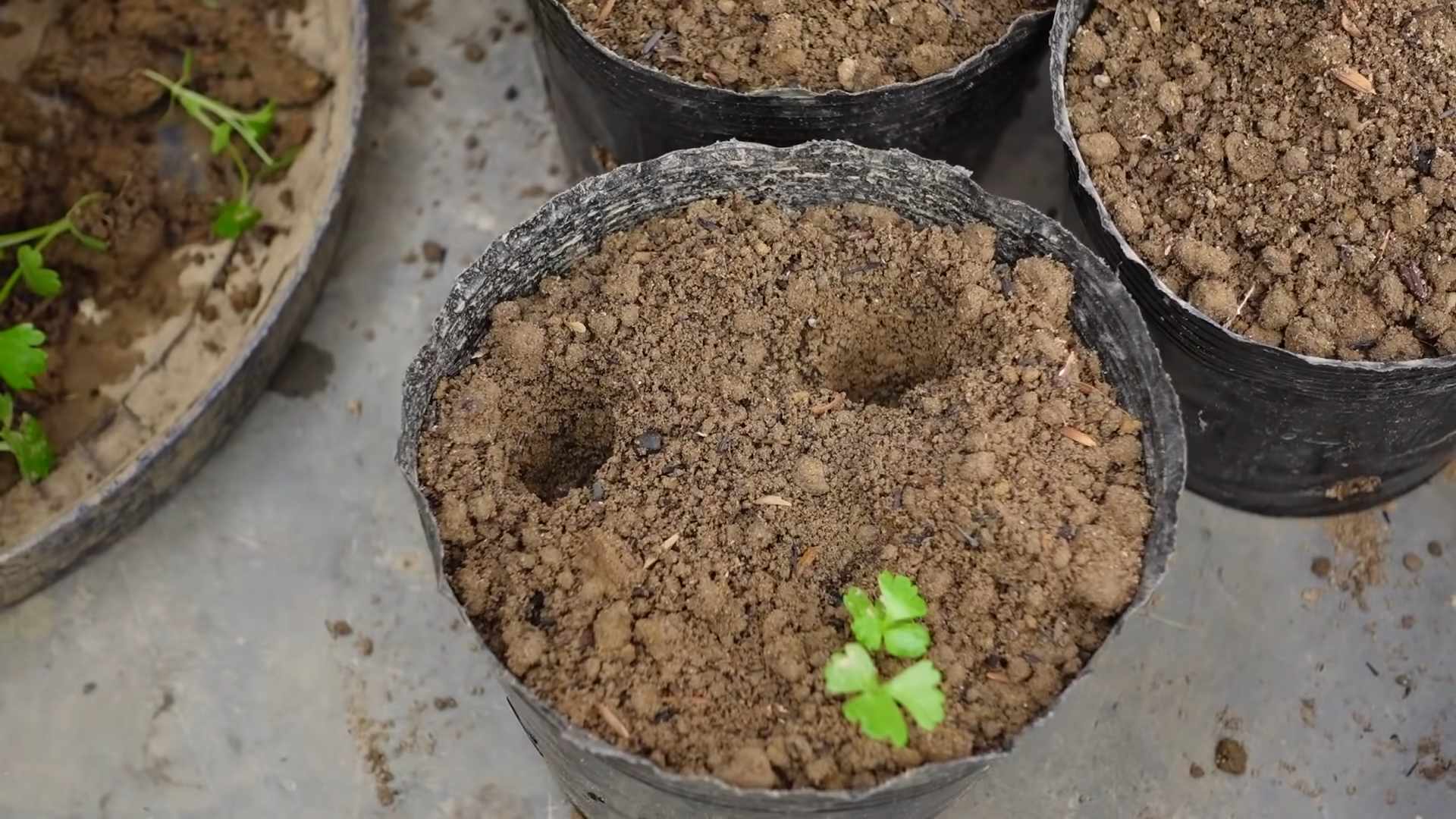 Grow Celery at Home