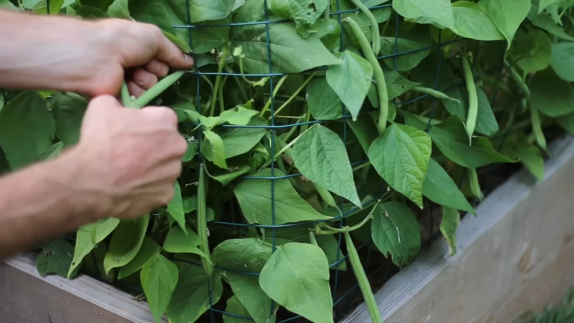Harvesting Bush Beans