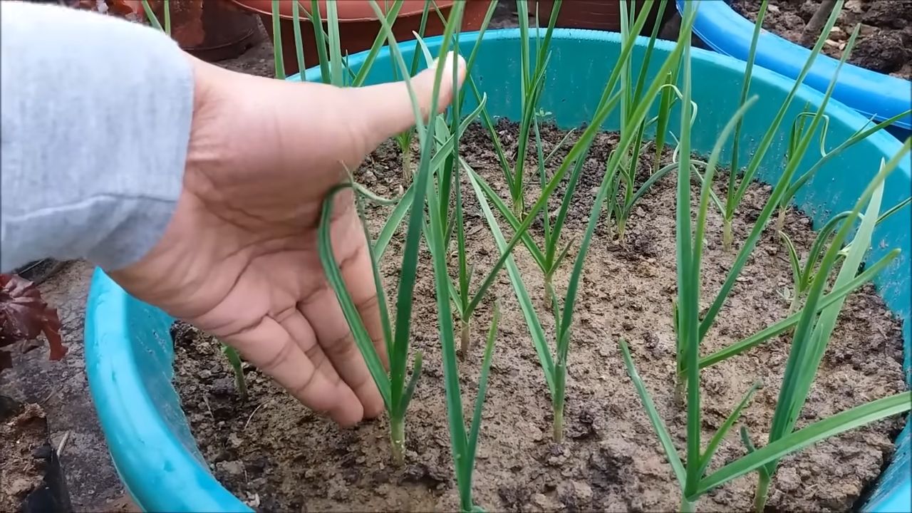 Growing Garlic at Home