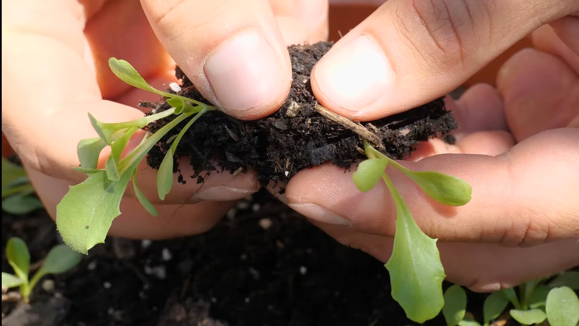 Harvest Iceberg Lettuce