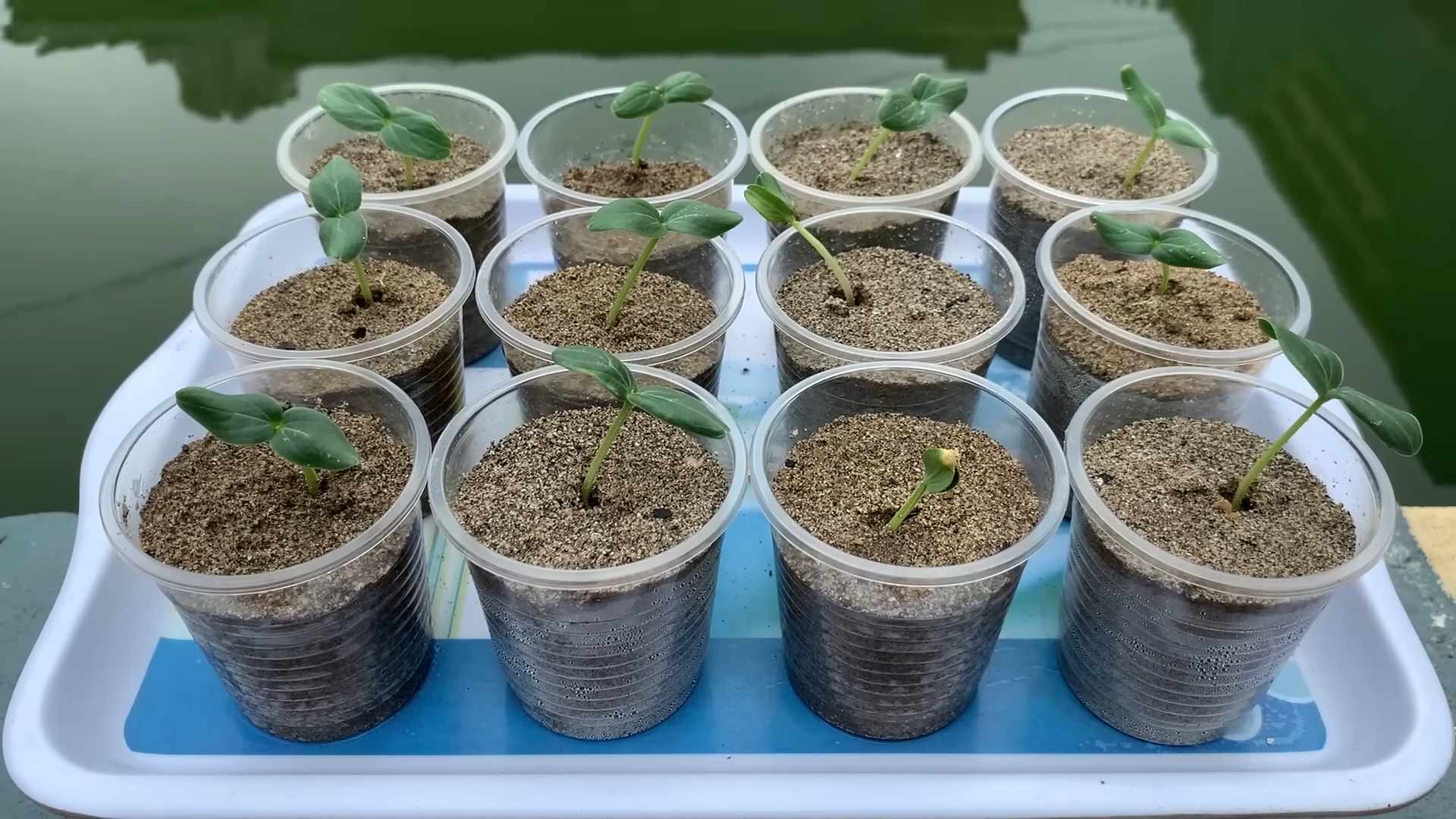Growing Cucumbers at Home
