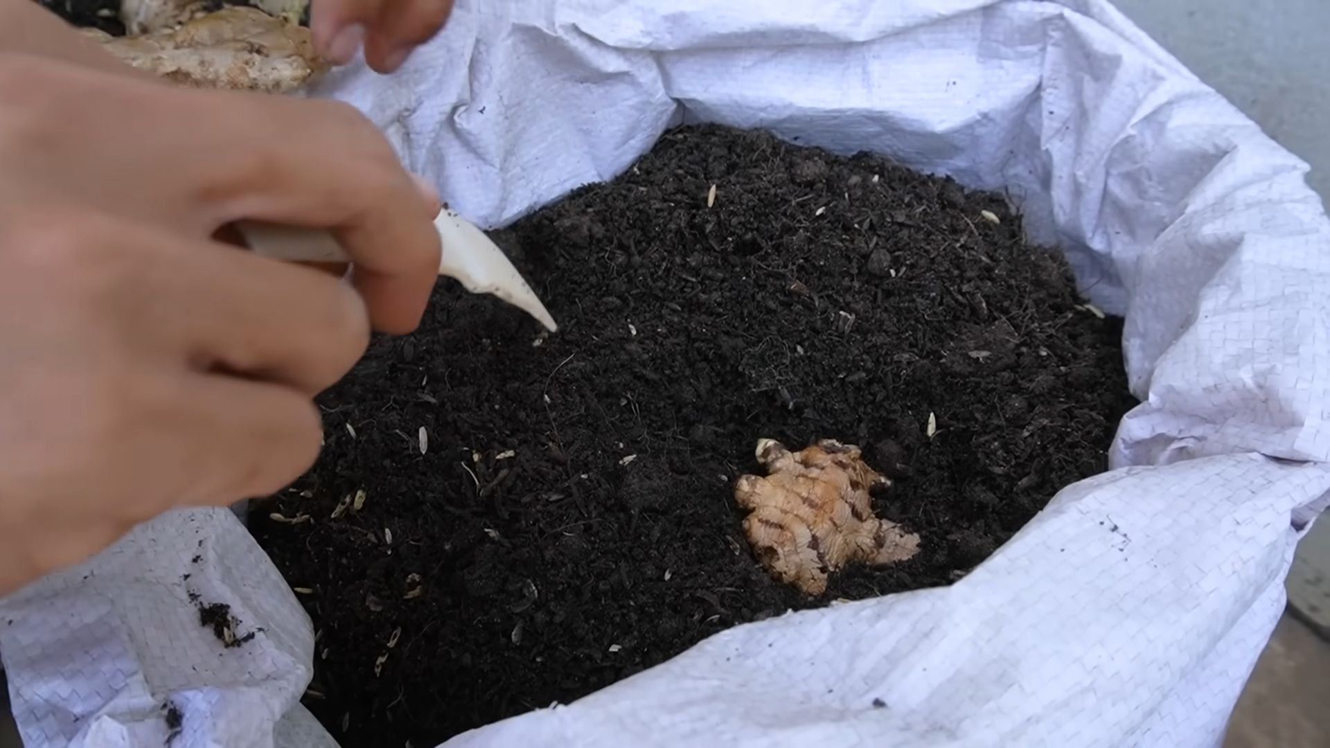 Grow Ginger at Home
