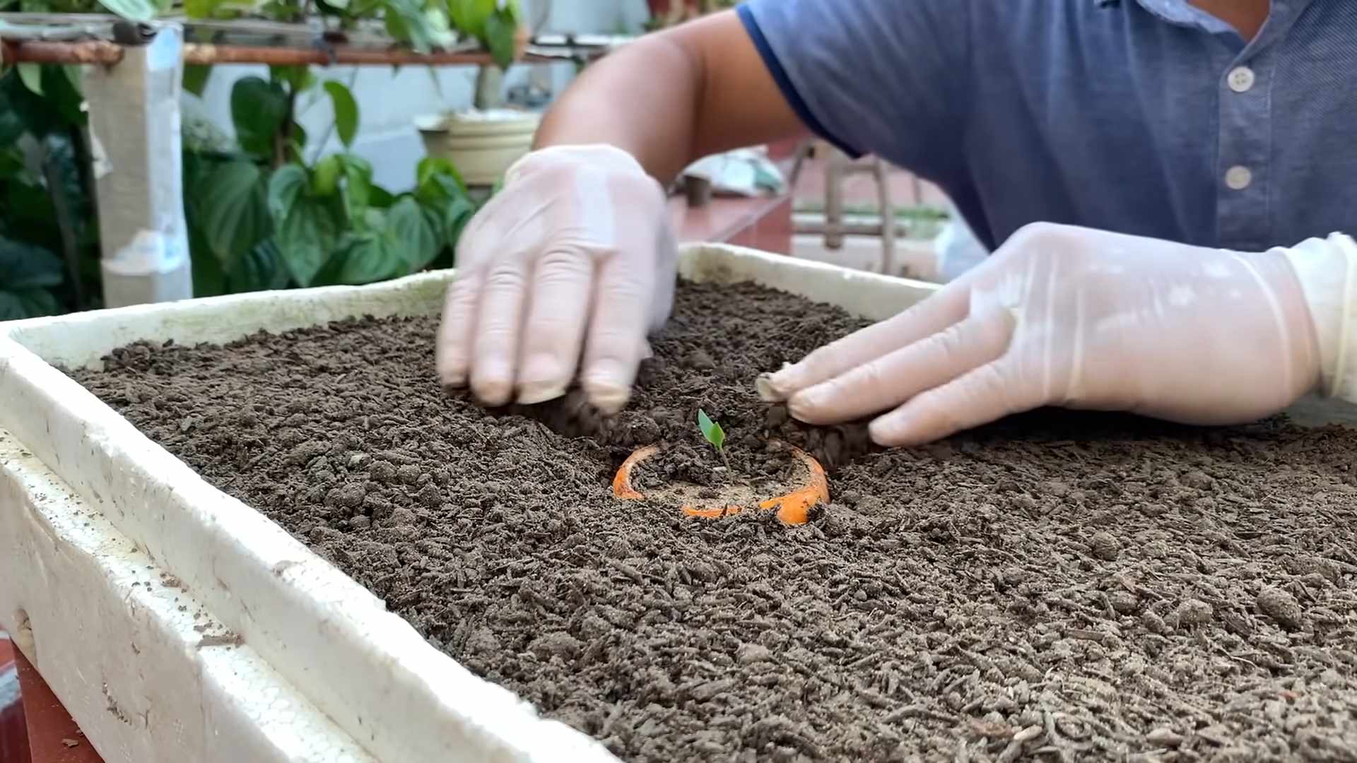 Growing Chili Peppers Tips