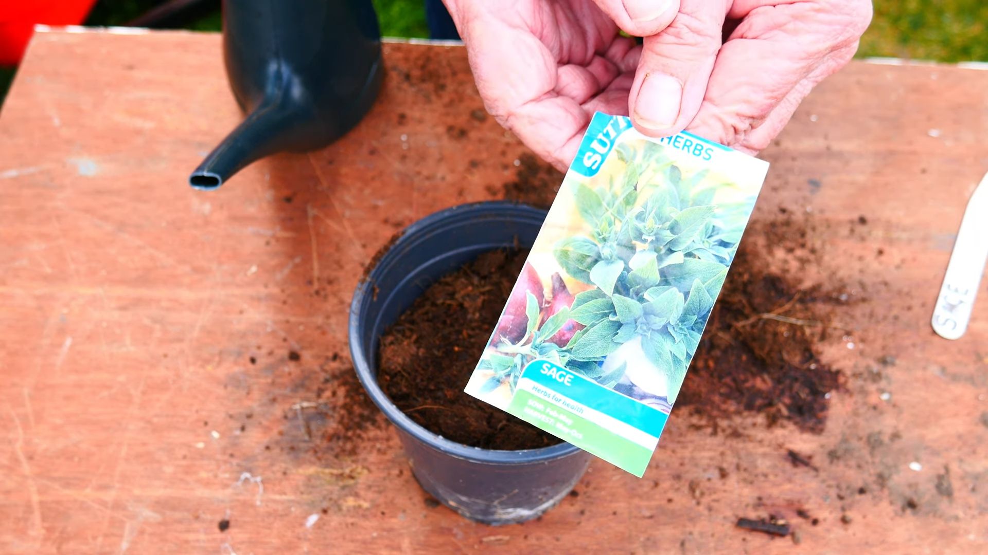 Grow Sage Indoors