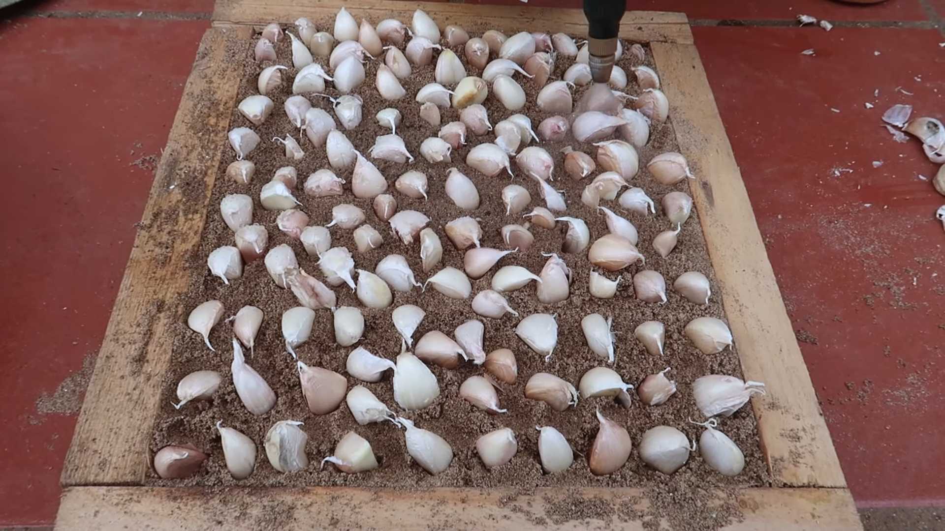 Garlic growing plastic bag hack
