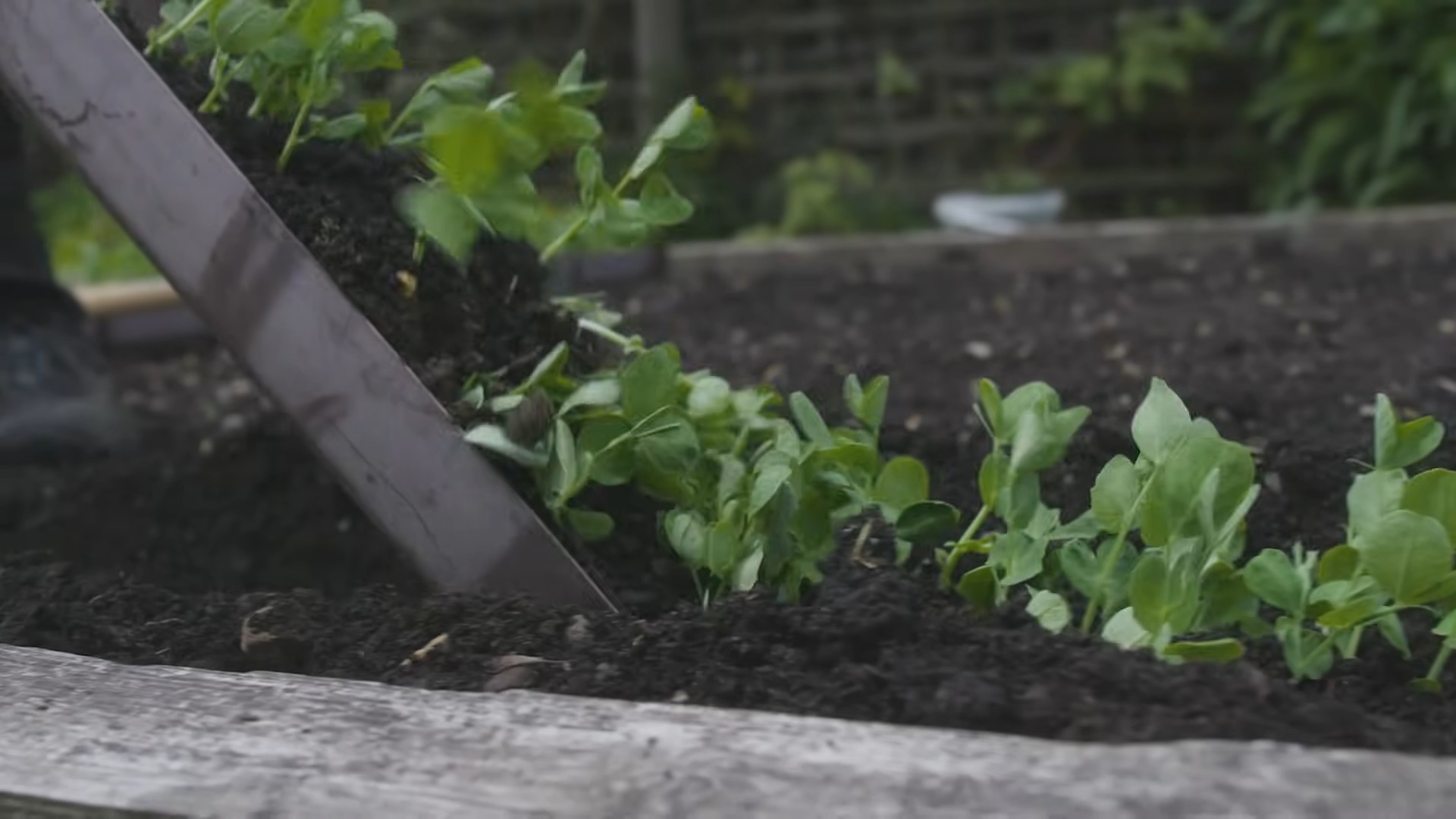 Growing Peas at Home