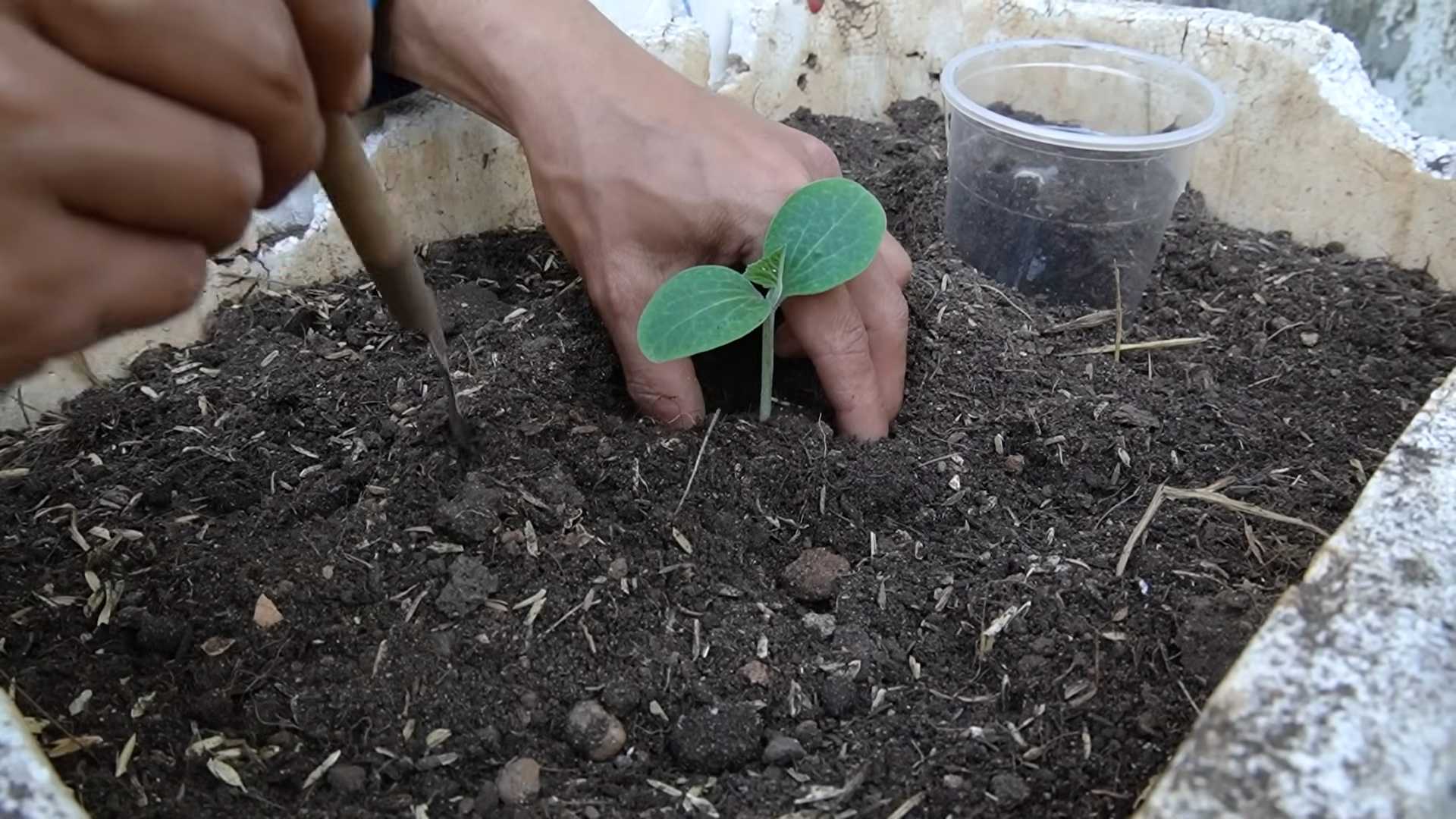 Grow bigger pumpkins