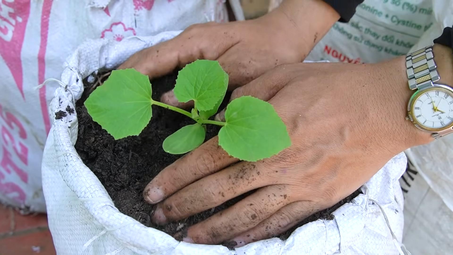 Grow Bag Cantaloupe Hack