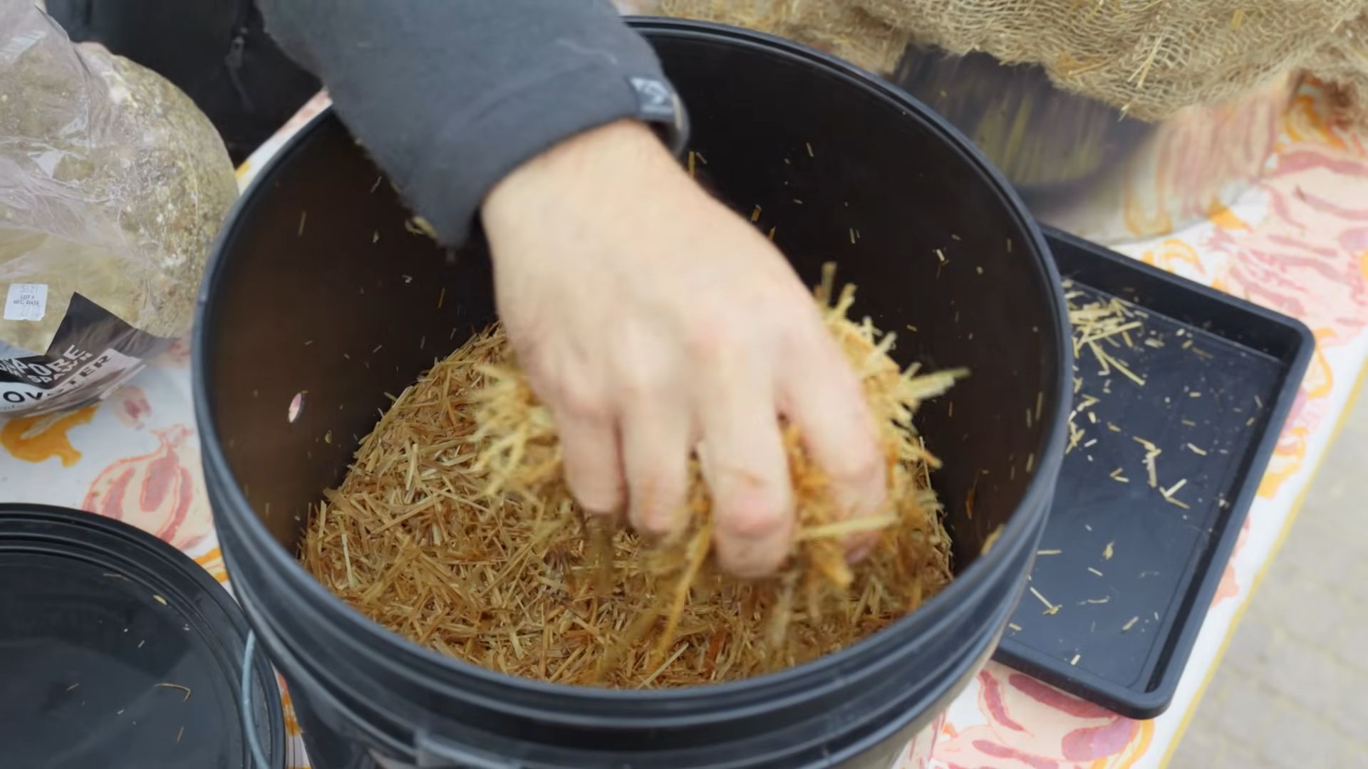 Bucket mushroom growing