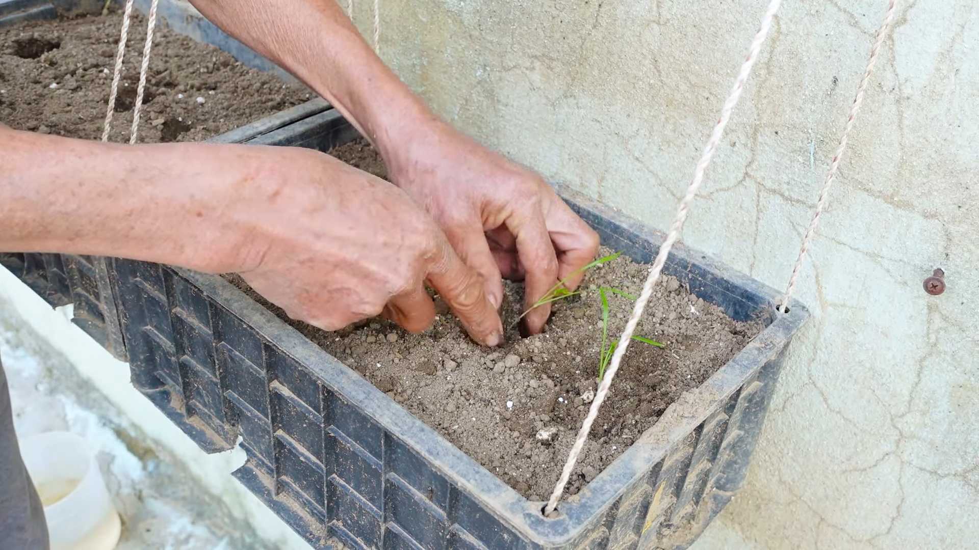 Grow Dill Indoors Kitchen