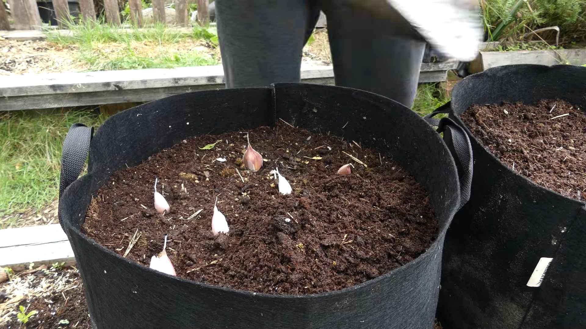 Grow Garlic from Cloves