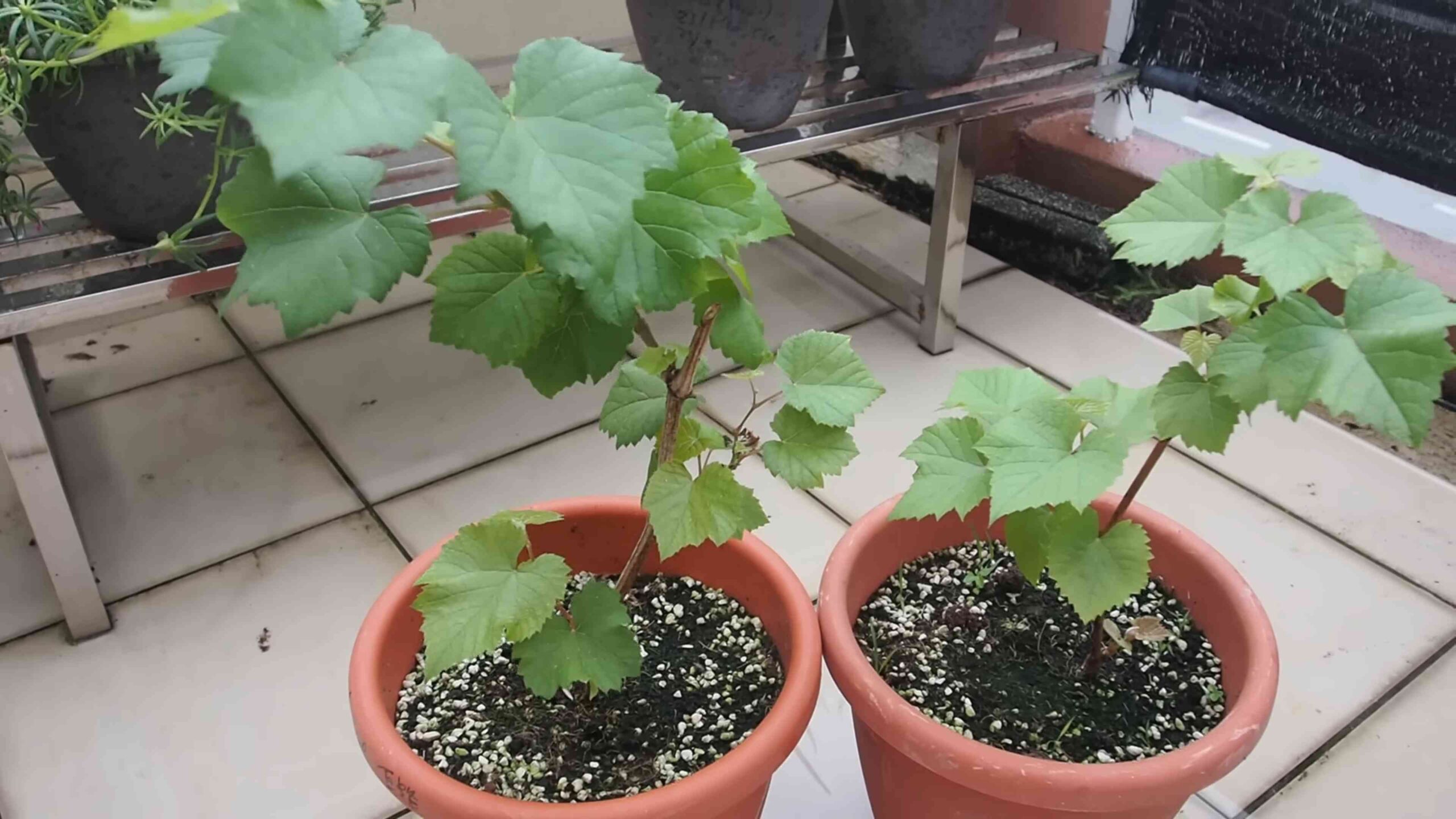 Grow Grapes at Home