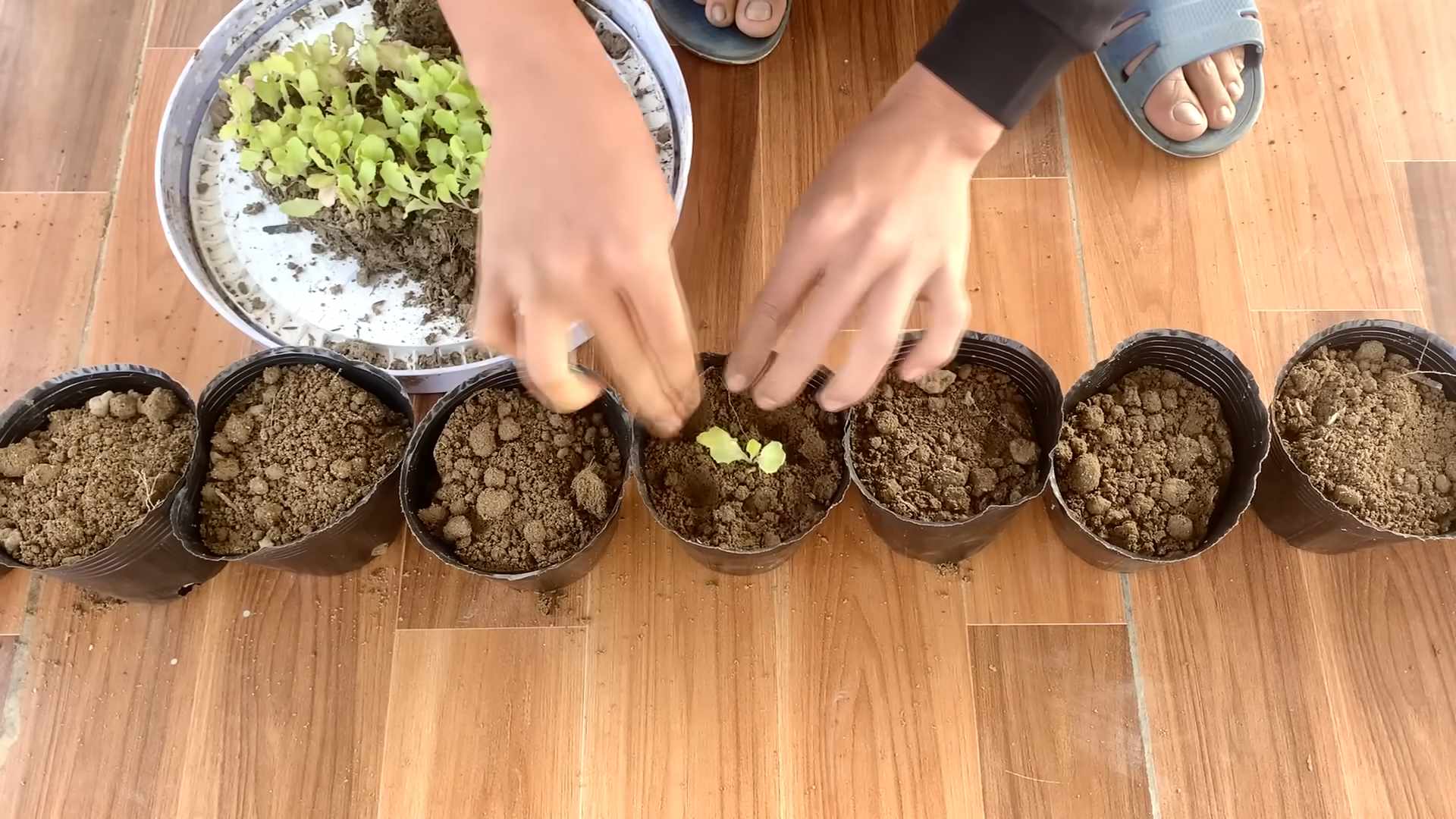 Grow Carrots at Home