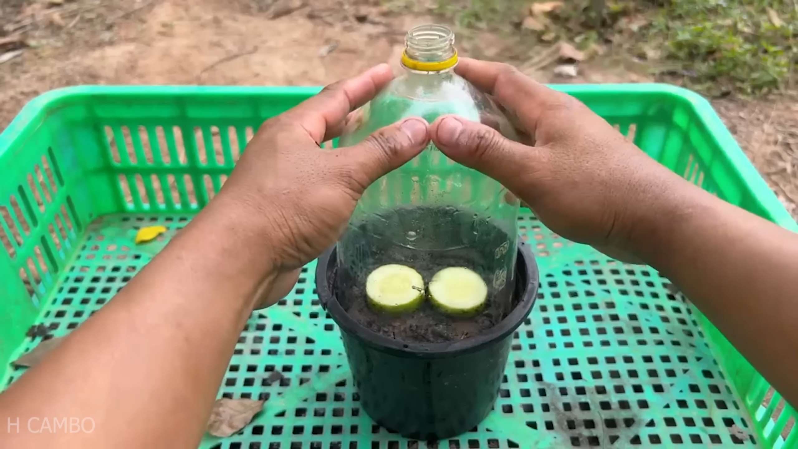 Planting Cucumbers at Home