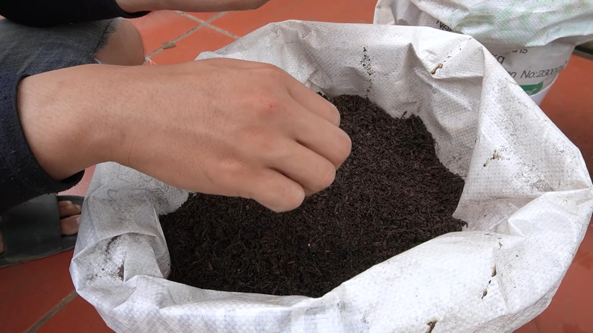 Growing Cabbage Without Soil