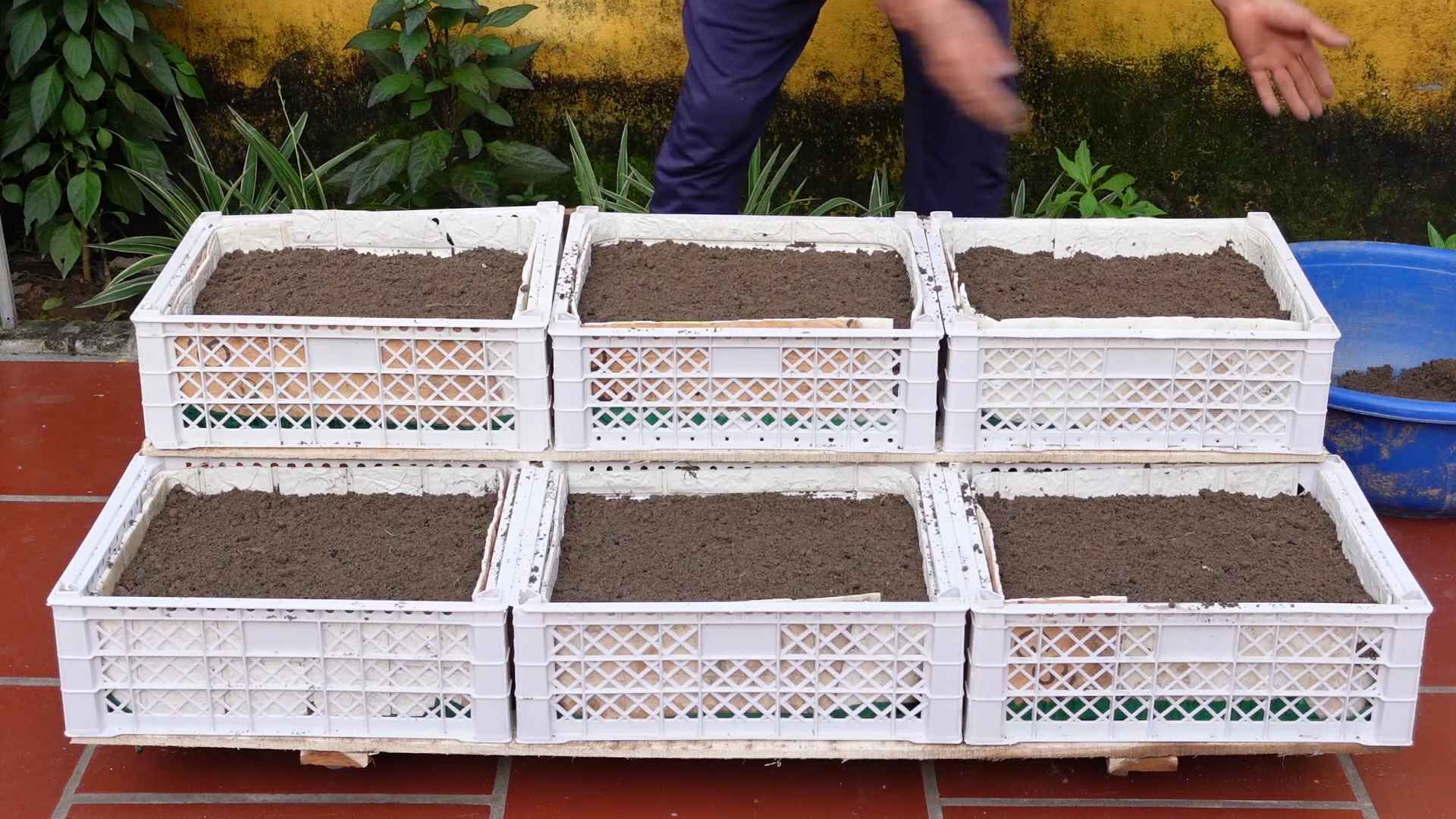 Easy Vegetable Garden for Beginners