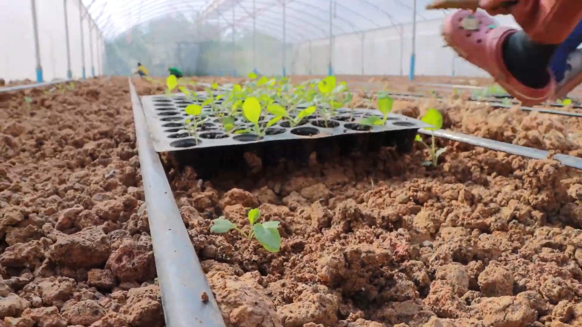Broccoli Growing Guide