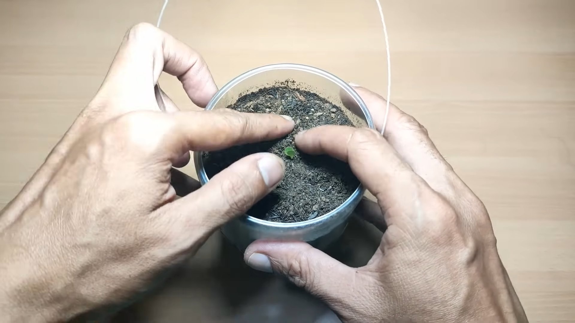 Grow Lettuce at Home