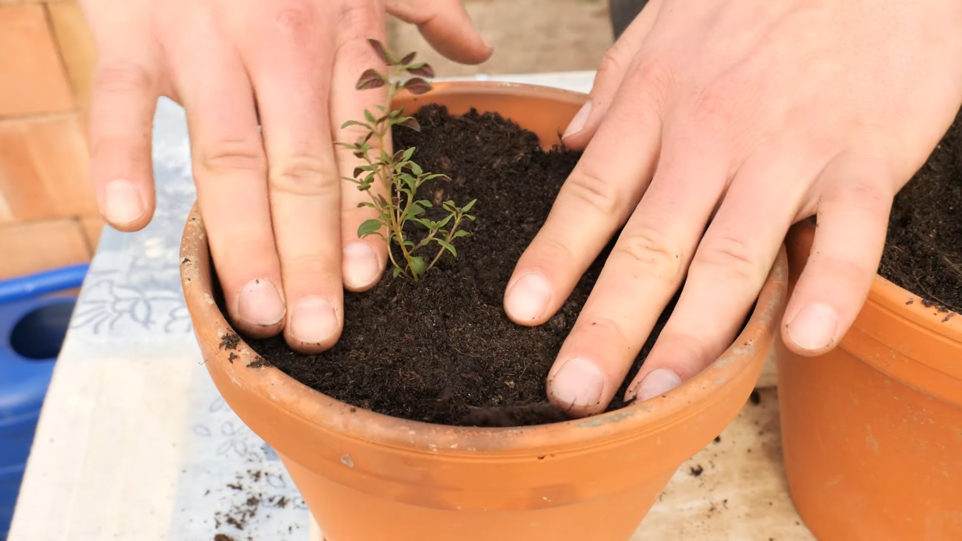 Growing Thyme Indoors