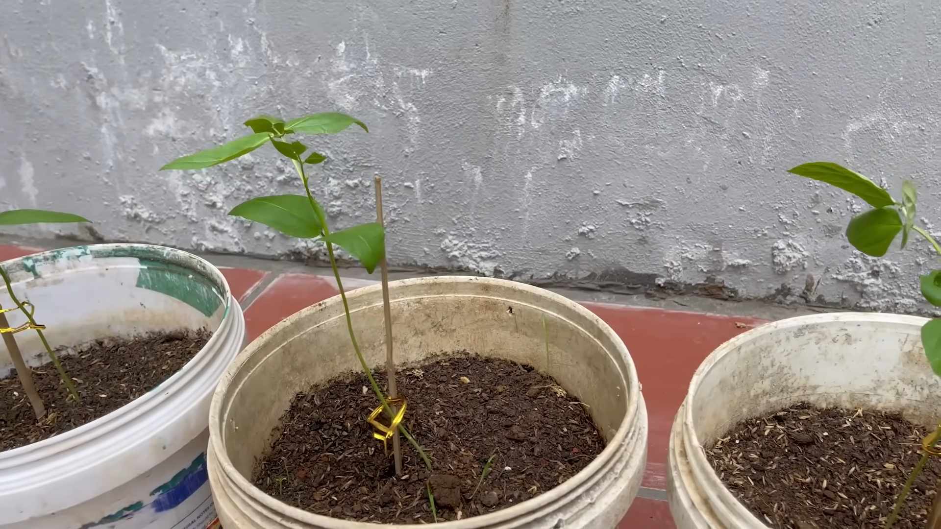 Grow Long Beans Fast