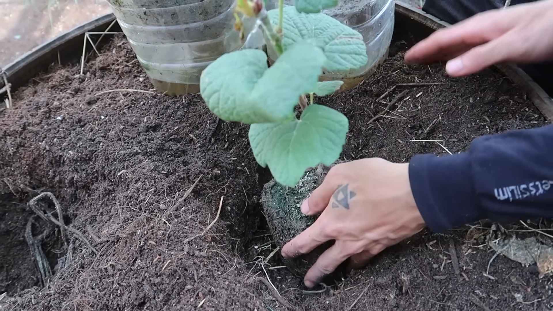 Grow Backyard Grapes Easily